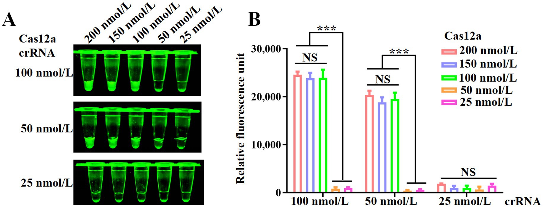 Panel A shows three sets of fluorescent green tubes containing Cas12a crRNA at concentrations of 100, 50, and 25 nanomoles per liter, with varying intensities across four subgroups ranging from 25 to 200 nanomoles per liter. Panel B presents a bar graph comparing relative fluorescence units of Cas12a at these concentrations. Higher concentrations exhibit greater fluorescence, with significant differences marked by asterisks, while non-significant differences are labeled