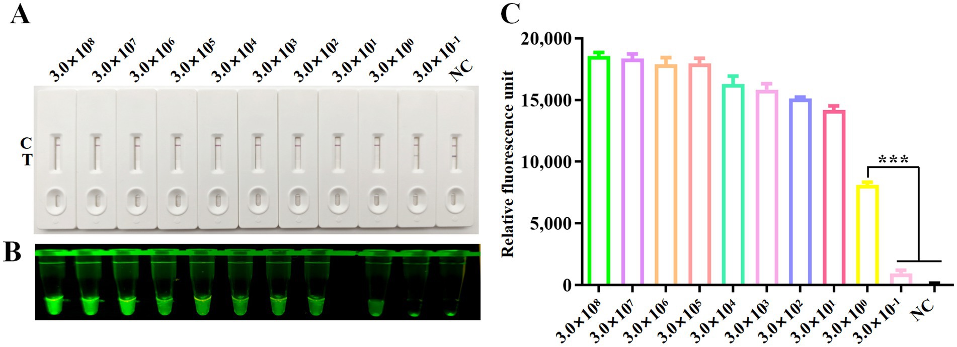 Panel A shows multiple lateral flow test strips with varying intensities of lines. Panel B contains tubes with fluorescent green contents under UV light. Panel C is a bar graph comparing relative fluorescence units for concentrations ranging from 3.0 × 10^8 to 3.0 × 10^-1 and a negative control, displaying significant differences marked by asterisks.
