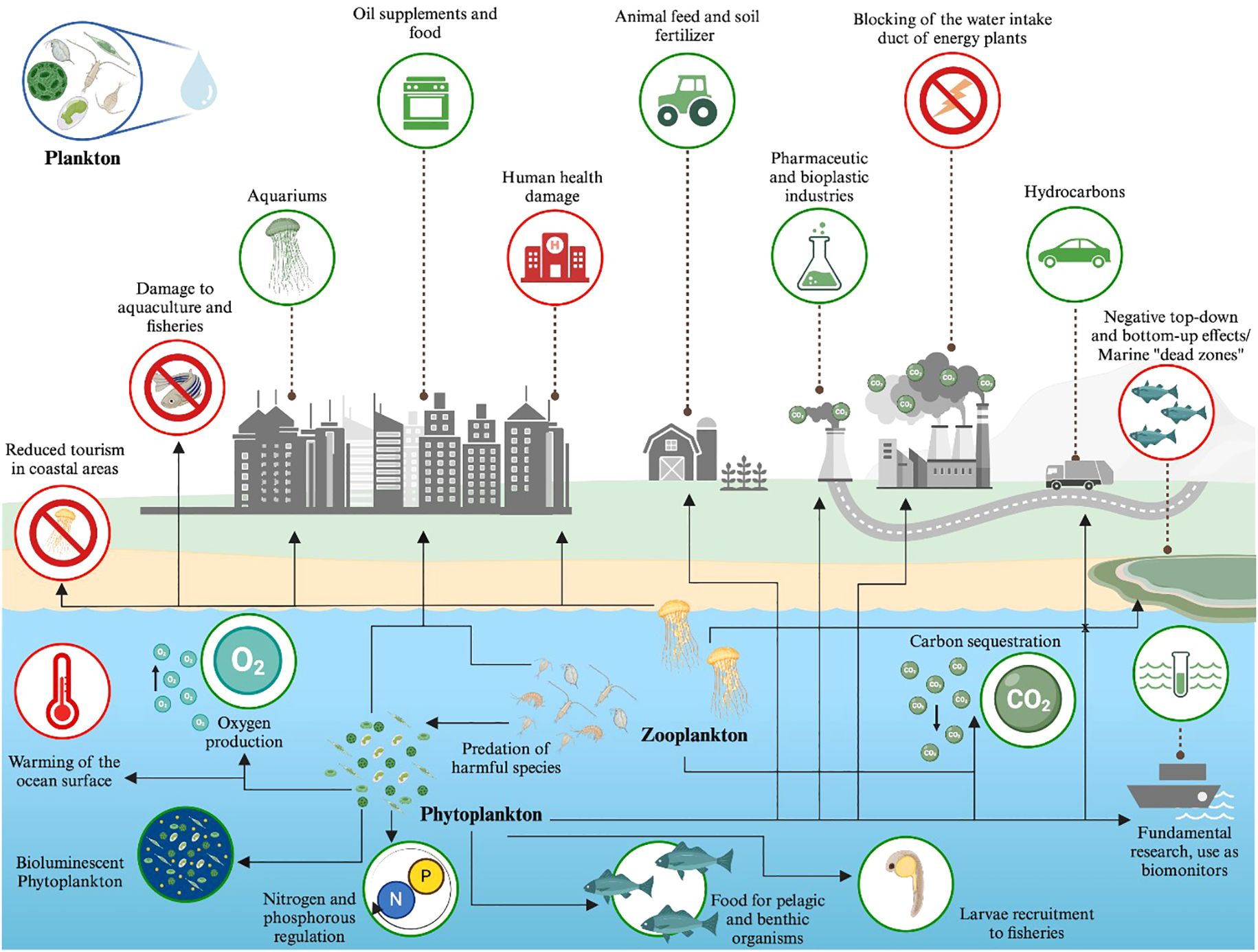 Illustration of the ecological importance and impacts of plankton. It highlights their roles in oxygen production, carbon sequestration, and as food sources for marine life. Positive impacts include pharmaceutical and bioplastic industry contributions, while negative impacts involve ocean warming, reduced coastal tourism, and marine “dead zones.” Arrows indicate interactions between plankton, zooplankton, aquaculture, fisheries, and human health.