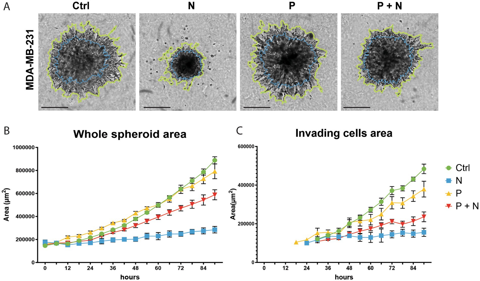 Panel A shows MDA-MB-231 cell spheroids with different treatments: Ctrl, N, P, and P+N, outlined in green and blue. Panel B displays a line graph of whole spheroid area over 96 hours, and Panel C shows invading cells' area over the same period. Lines are color-coded: green for Ctrl, blue for N, yellow for P, and red for P+N. Data points increase over time, with Ctrl showing the most growth.