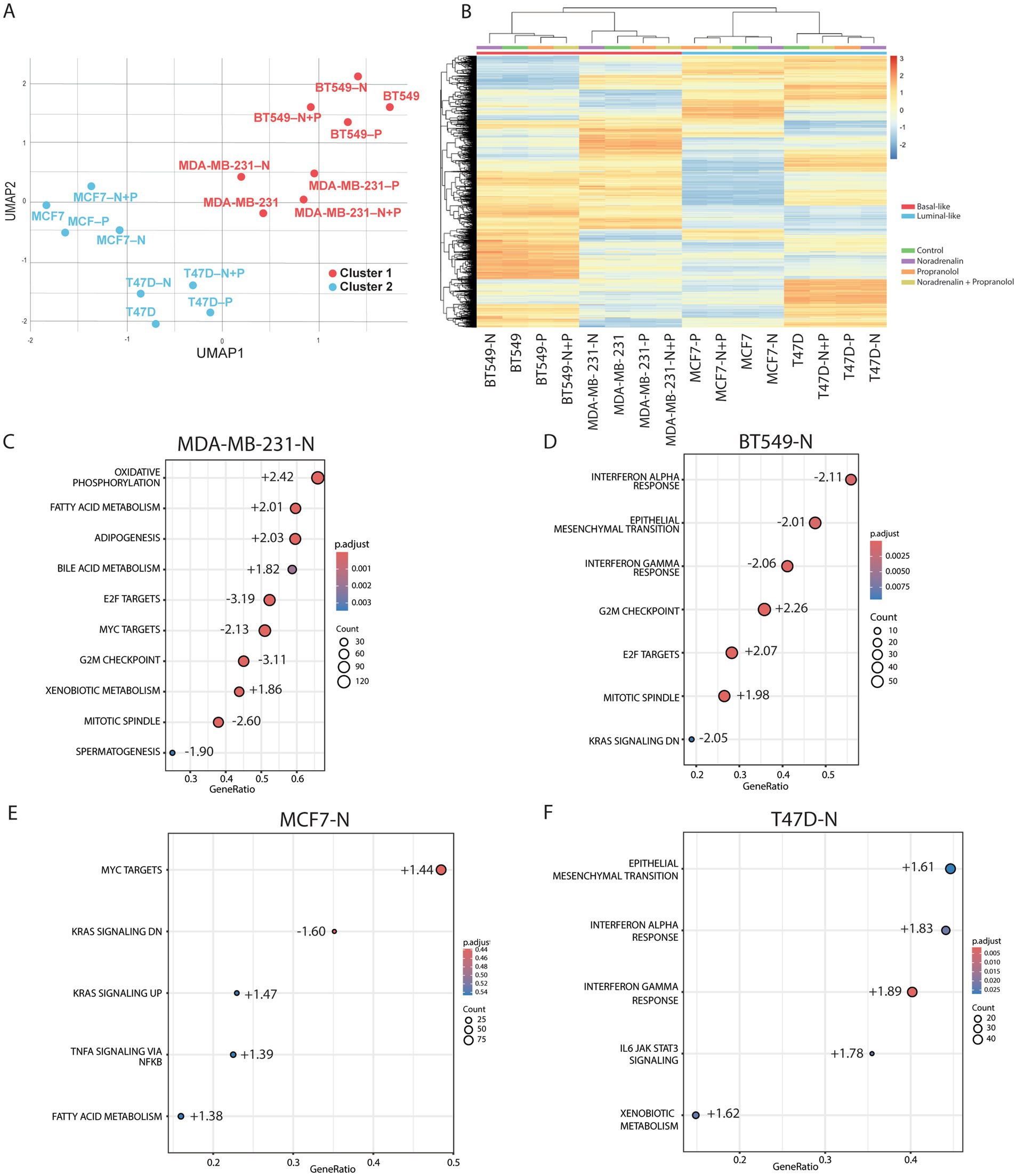 A composite image with multiple panels: A. UMAP plot showing two distinct clusters of cell lines, Cluster 1 in blue and Cluster 2 in red. B. Heatmap of hierarchical clustering analysis, showing gene expression patterns across various cell lines, with color coding for basal-like, luminal-like, and different treatments.C. Dot plot for MDA-MB-231-N highlighting significant pathways with GeneRatio, padjust, and count, including oxidative phosphorylation and MYC targets.D. Dot plot for BT549-N, featuring pathways like interferon responses and G2M checkpoint with relevant statistics.E. Dot plot for MCF7-N, highlighting pathways like MYC targets and KRAS signaling.F. Dot plot for T47D-N, showing significant pathways such as epithelial mesenchymal transition and interferon responses.