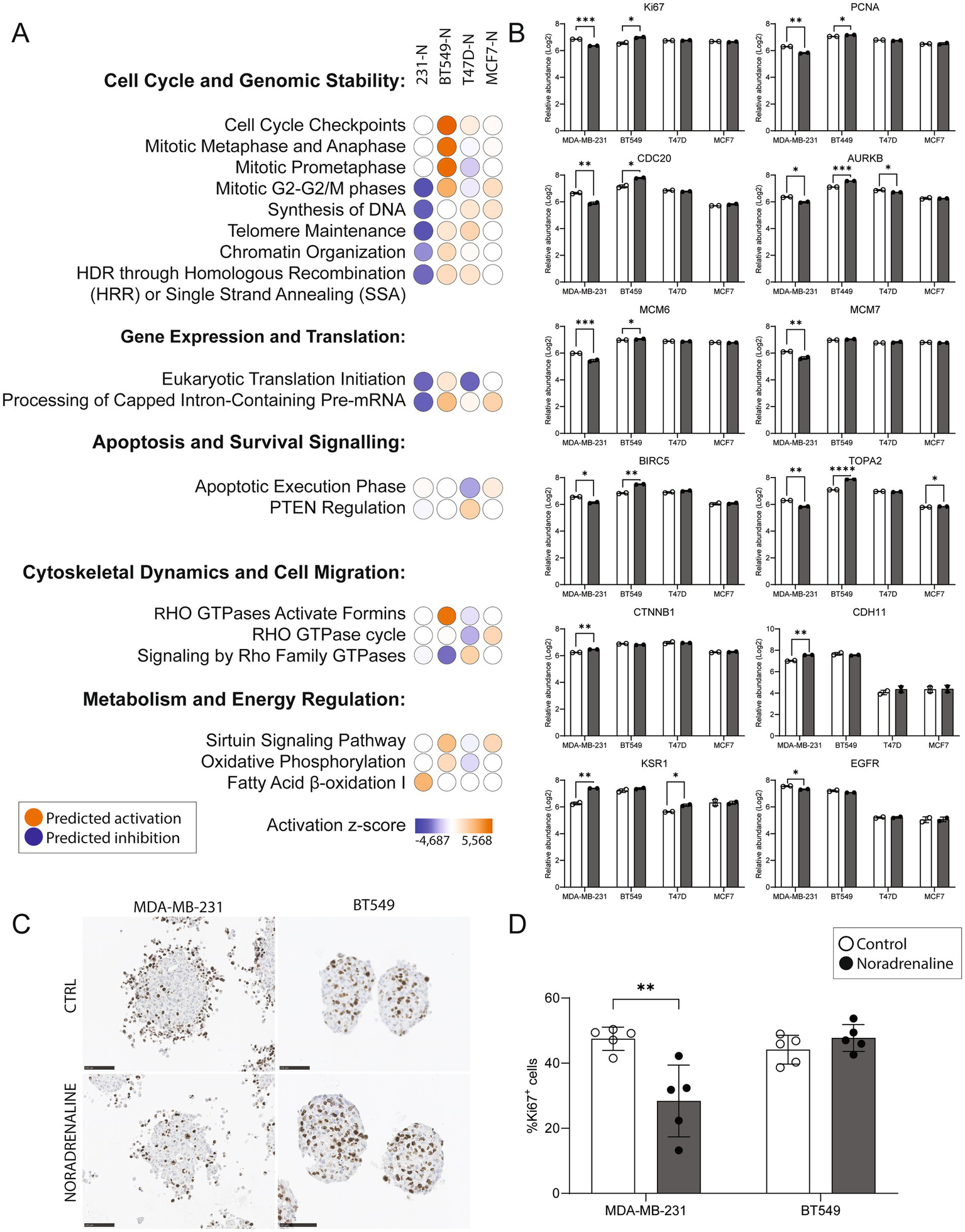 Diagram showing the effects of noradrenaline on different cellular processes. Panel A lists cellular processes and predicted activation or inhibition in cell lines, visualized with colored circles. Panel B features bar graphs of relative gene expression in various cell lines, with significant differences indicated by asterisks. Panel C displays immunohistochemistry images of MDA-MB-231 and BT549 cells treated with control or noradrenaline, showing Ki67 staining. Panel D shows bar graphs comparing the percentage of Ki67-positive cells in control and noradrenaline-treated conditions.