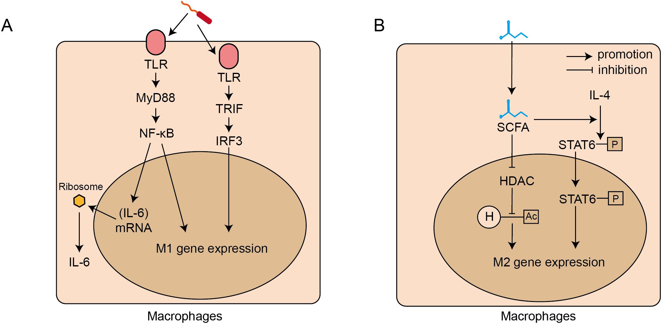 Diagram showing macrophage signaling pathways. Panel A depicts TLR activation by pathogens, leading to MyD88 and TRIF pathways, resulting in NF-kB and IRF3 activation and M1 gene expression. Panel B illustrates SCFA and IL-4 effects on STAT6 phosphorylation, promoting M2 gene expression, with HDAC inhibition. Arrows indicate pathway directions: promotion and inhibition.