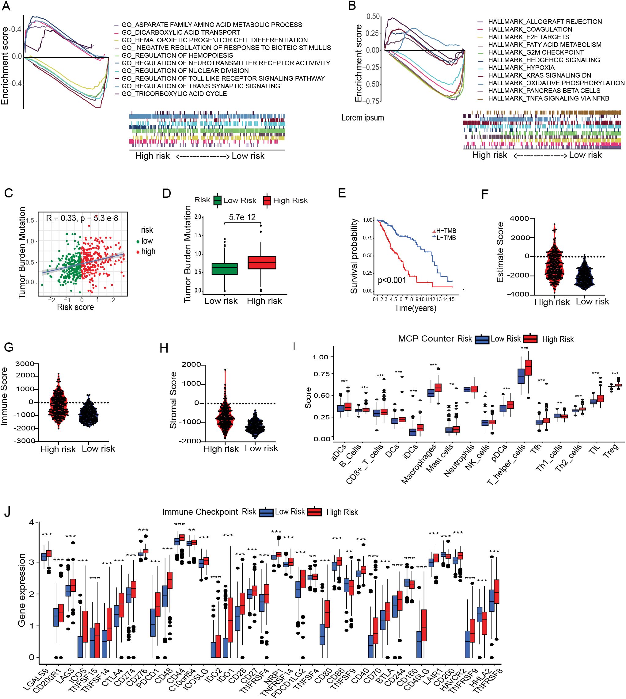 A series of charts and graphs analyzing risk scores and their biological implications. Panel A and B show enrichment scores for different gene sets. Panel C presents a scatter plot correlating tumor burden mutation with risk scores. D is a box plot comparing tumor burden mutation between high and low risk. E displays a survival probability curve based on tumor burden mutation. F, G, and H are violin plots relating estimate, immune, and stromal scores with risk. I and J feature box plots comparing risk scores across various immune cell types and gene expressions, highlighting significant differences with asterisks.