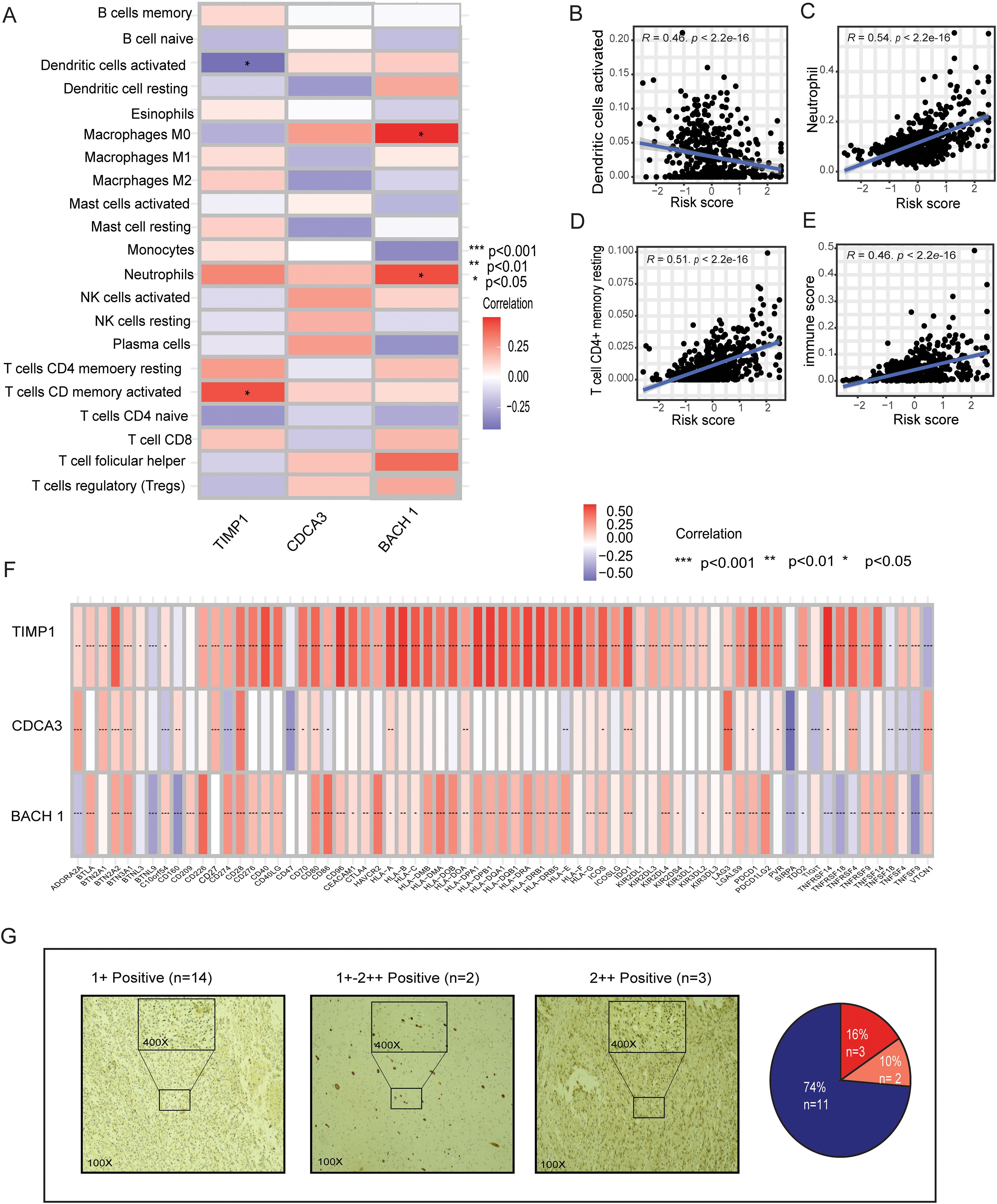 A composite image containing multiple panels: Panel A shows a heatmap of immune cell correlations with TIMP1, CDCA3, and BACH1, with significant correlations marked. Panels B to E provide scatter plots depicting relationships between risk scores and immune cell types, such as dendritic cells and neutrophils, with trend lines. Panel F presents a detailed heatmap of gene expressions across various samples for TIMP1, CDCA3, and BACH1. Panel G includes histological images at different magnifications, illustrating varying expression levels, with a pie chart summarizing the percentage of samples in each expression category.