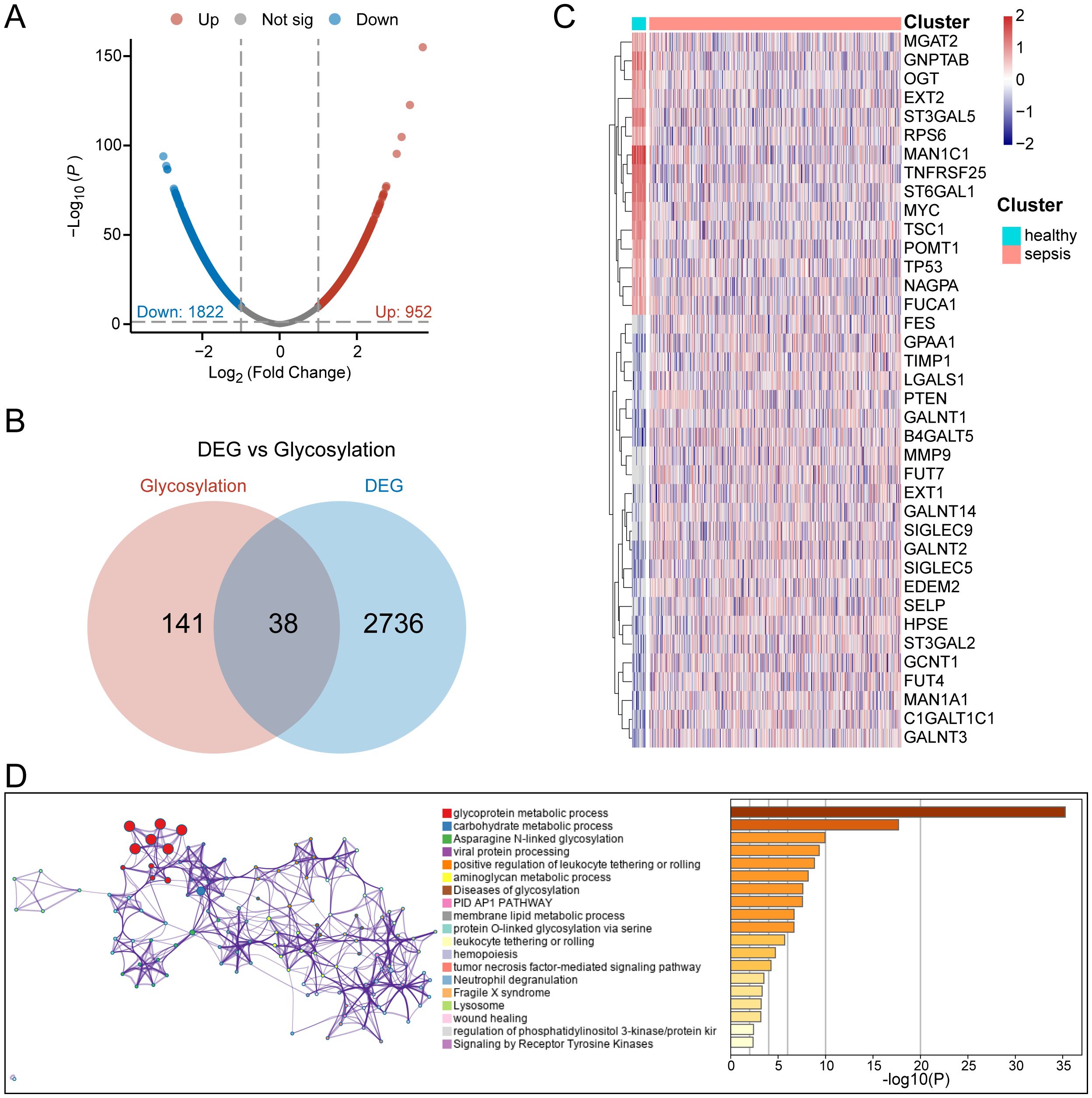 Panel A shows a volcano plot of gene expression, with 952 genes upregulated and 1,822 downregulated. Panel B is a Venn diagram showing the overlap of 38 genes between glycosylation and differentially expressed genes. Panel C is a clustered heatmap displaying gene expression under healthy and sepsis conditions. Panel D features a functional association network with a bar chart indicating various biological processes, such as glycoprotein metabolic and asparagine N-linked glycosylation processes, based on negative log-transformed p-values.