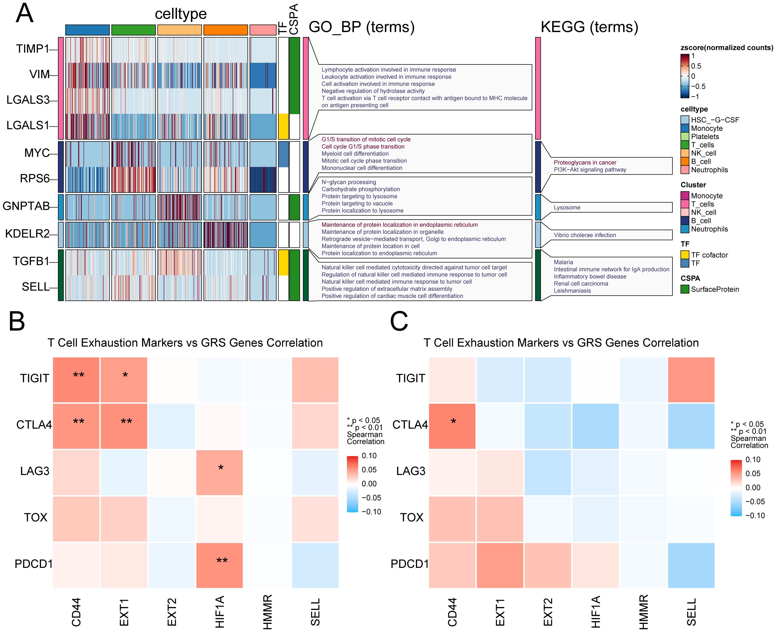 Panel A shows a heat map of cell types and gene expression related to GO_BP and KEGG terms. Panel B and C display correlation heat maps of T cell exhaustion markers vs. GRS genes, highlighting significant correlations marked with asterisks. Color scales indicate the level of expression and correlation.