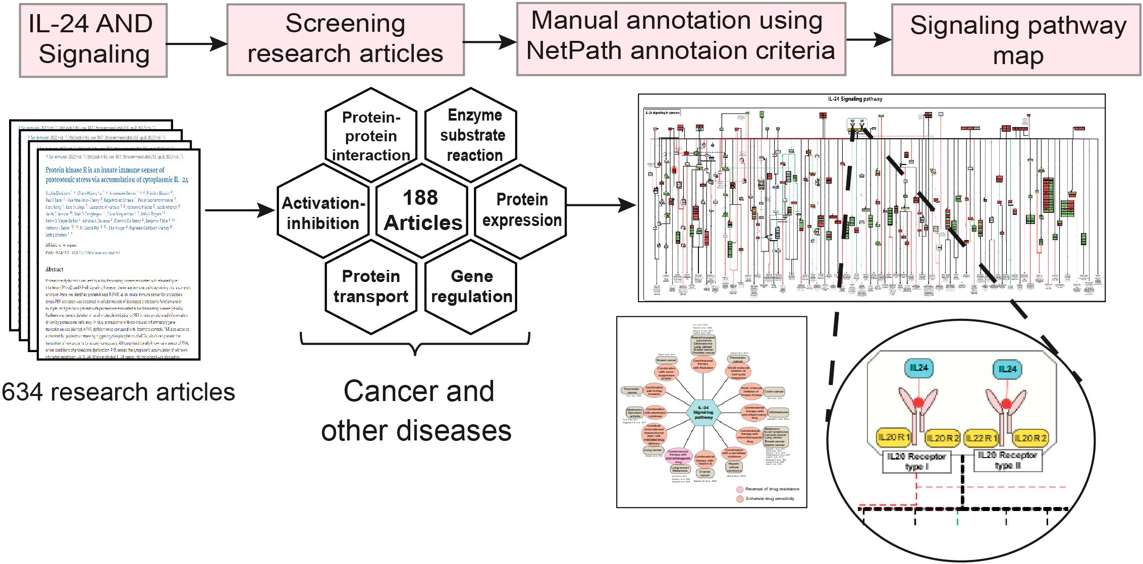 Flowchart illustrating the process of mapping IL-24 signaling pathways. It shows the steps of screening 634 research articles down to 188 articles, analyzing protein interactions, enzyme reactions, and gene regulation related to cancer and diseases. It includes manual annotation with NetPath, leading to a signaling pathway map. Specific diagrams show detailed pathways and receptor interactions.