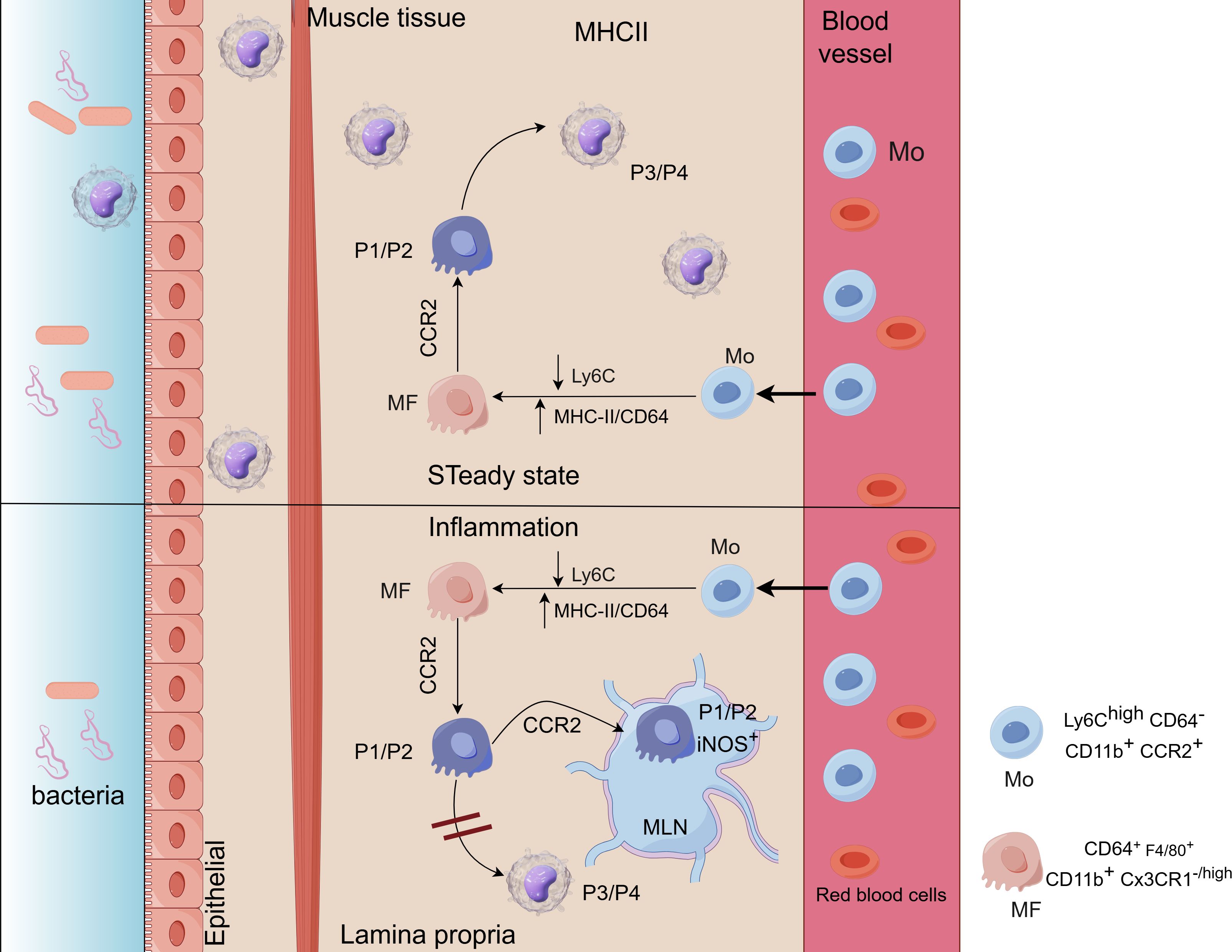 Diagram depicting macrophage differentiation in muscle tissue and lamina propria during steady state and inflammation. The top section illustrates monocyte (Mo) movement from blood vessels into muscle tissue, expressing MHCII and differentiating into macrophages (MF). The lower section shows monocyte migration and conversion in the lamina propria, with increased expression of inflammatory markers like iNOS during inflammation. Key cell types and their markers are indicated, such as Ly6C⁺, CD64⁺, and CCR2⁺. The diagram includes bacteria interacting with the epithelial layer on the left.