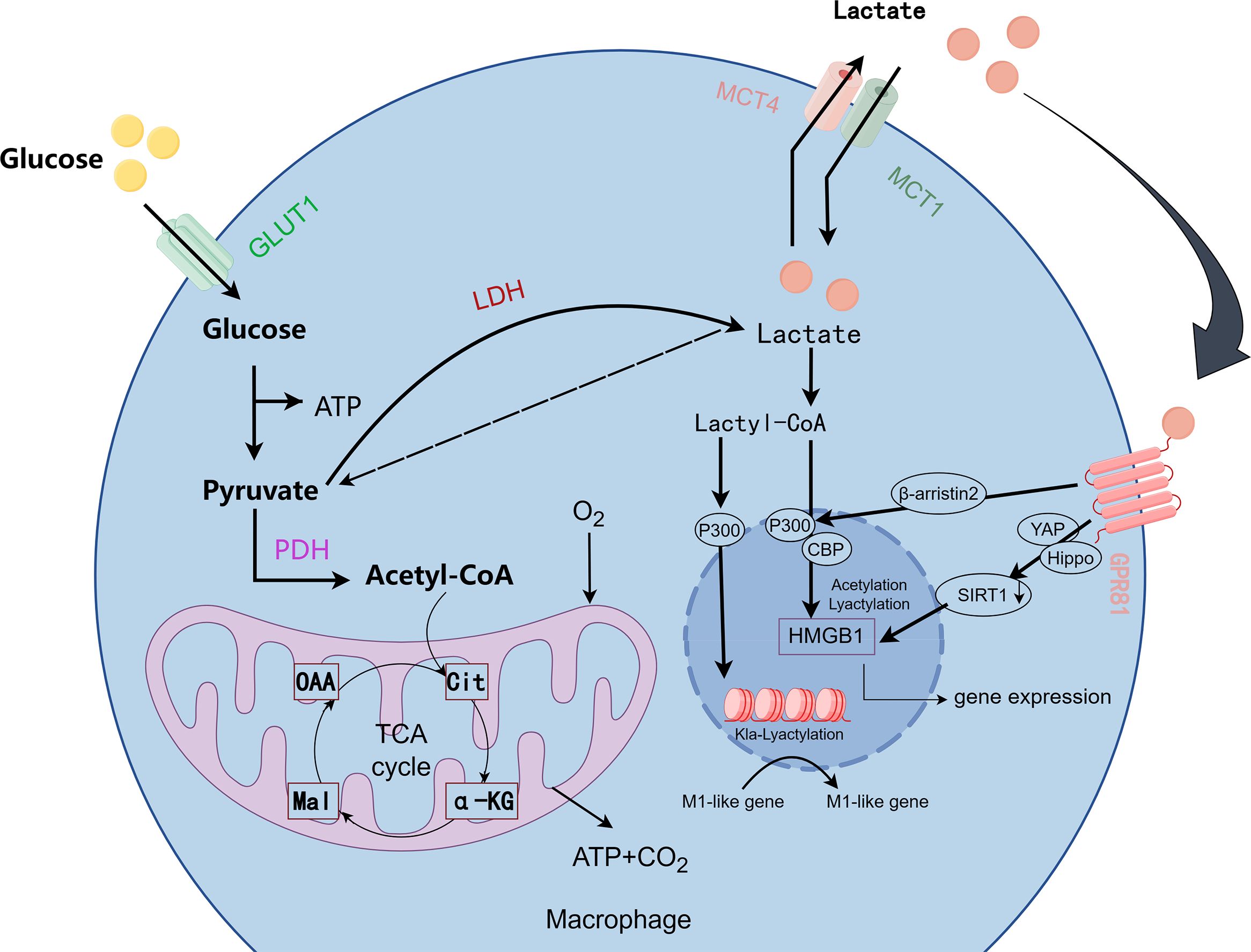 Diagram of macrophage metabolism showing glucose entering via GLUT1, converting to pyruvate and then acetyl-CoA, or lactate through LDH. Lactate exits via MCT1/MCT4. Lactyl-CoA affects gene expression, with pathways involving HMGB1, β-arrestin2, CBP, P300, and SIRT1. Components like the TCA cycle, OAA, Malate, Citrate, and α-KG within mitochondria are highlighted. Arrows indicate pathways and interactions influencing gene expression and metabolism.