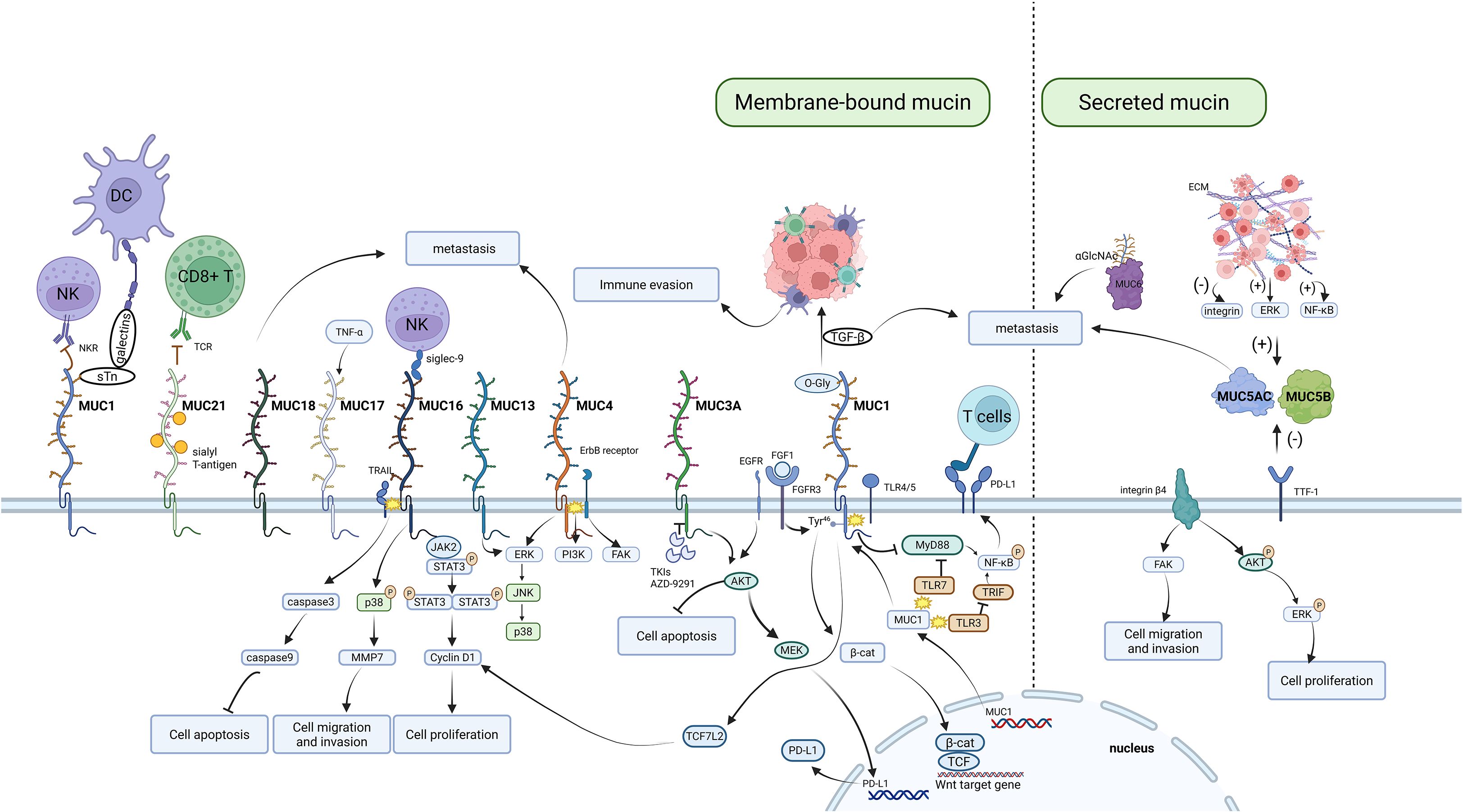 Diagram illustrating the roles of membrane-bound and secreted mucins in immune interactions and cancer processes. It shows pathways involving MUC proteins, immune cells like DC and NK, and connections to cell apoptosis, metastasis, and proliferation. Key interactions include molecules like TNF-α, TGF-β, integrins, and pathways involving STAT3, ERK, and NF-κB.