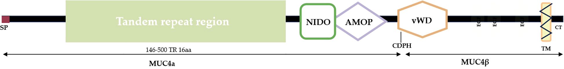 Diagram of the MUC4 protein structure, featuring a signal peptide (SP), tandem repeat region, and domains labeled NIDO, AMOP, and vWD. It also includes CDPH, three EG domains, transmembrane region (TM), and CT. MUC4 is divided into subunits MUC4α and MUC4β.