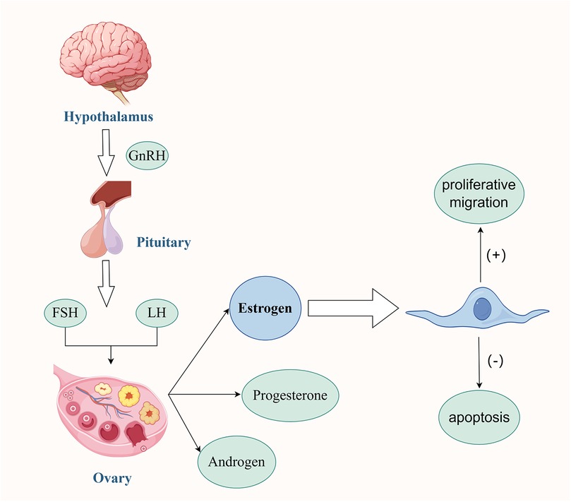 Diagram illustrating hormonal regulation in female reproduction. The hypothalamus releases GnRH to the pituitary, which secretes FSH and LH. These hormones influence the ovary to produce estrogen, progesterone, and androgen. Estrogen promotes proliferative migration and inhibits apoptosis of cells.