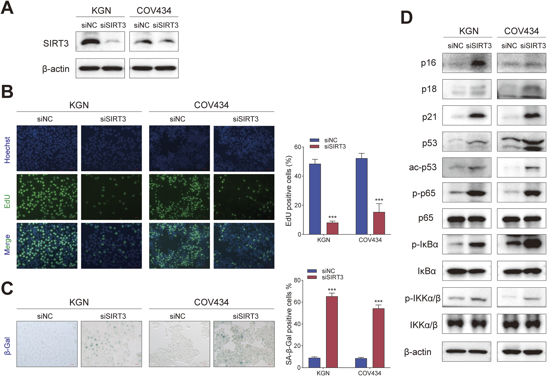 Experimental results showing effects of siSIRT3 on KGN and COV434 cells. Panel A: Western blot analysis of SIRT3 and β-actin. Panel B: Fluorescent images of cell proliferation (Hoechst, EdU, and merged) with a bar graph of EdU positive cells, showing a decrease in siSIRT3 treated groups. Panel C: β-Gal staining images with a bar graph indicating an increase in SA-β-Gal positive cells for siSIRT3 treated groups. Panel D: Western blots of various proteins related to cell cycle and senescence regulation, comparing siNC and siSIRT3 treatments in both cell lines.
