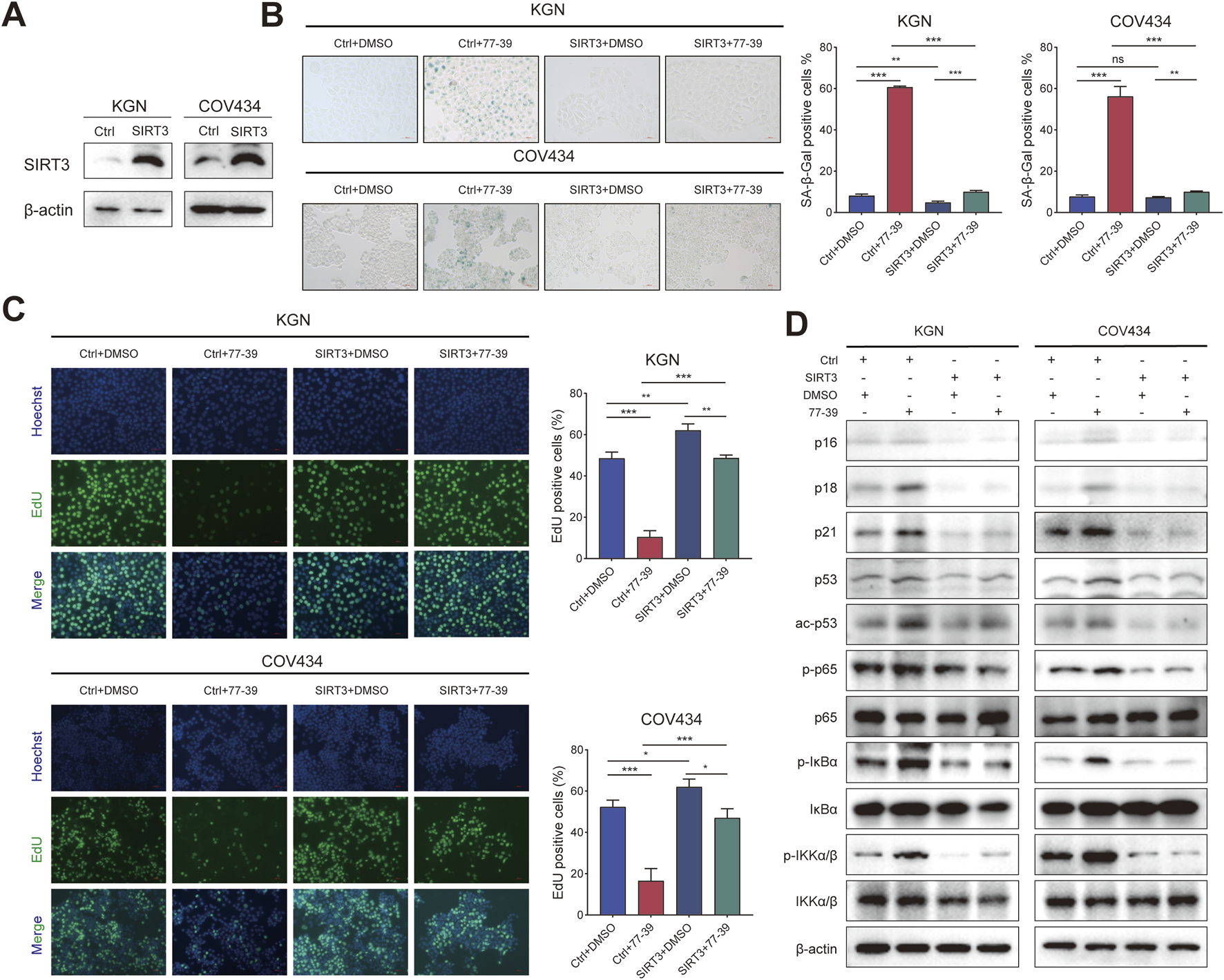 Panel A shows Western blot analysis of SIRT3 and β-actin in KGN and COV434 cells, comparing control and SIRT3-treated samples. Panel B displays microscopy images and bar graphs indicating SA-β-gal positive cells percentage for different treatments in KGN and COV434. Panel C presents images stained with Hoechst and EdU, along with merged views, accompanied by bar graphs showing EdU positive cell percentages. Panel D features Western blots of various proteins, including p16, p53, and β-actin, in both cell lines under different treatments. Statistical significance is marked with asterisks.