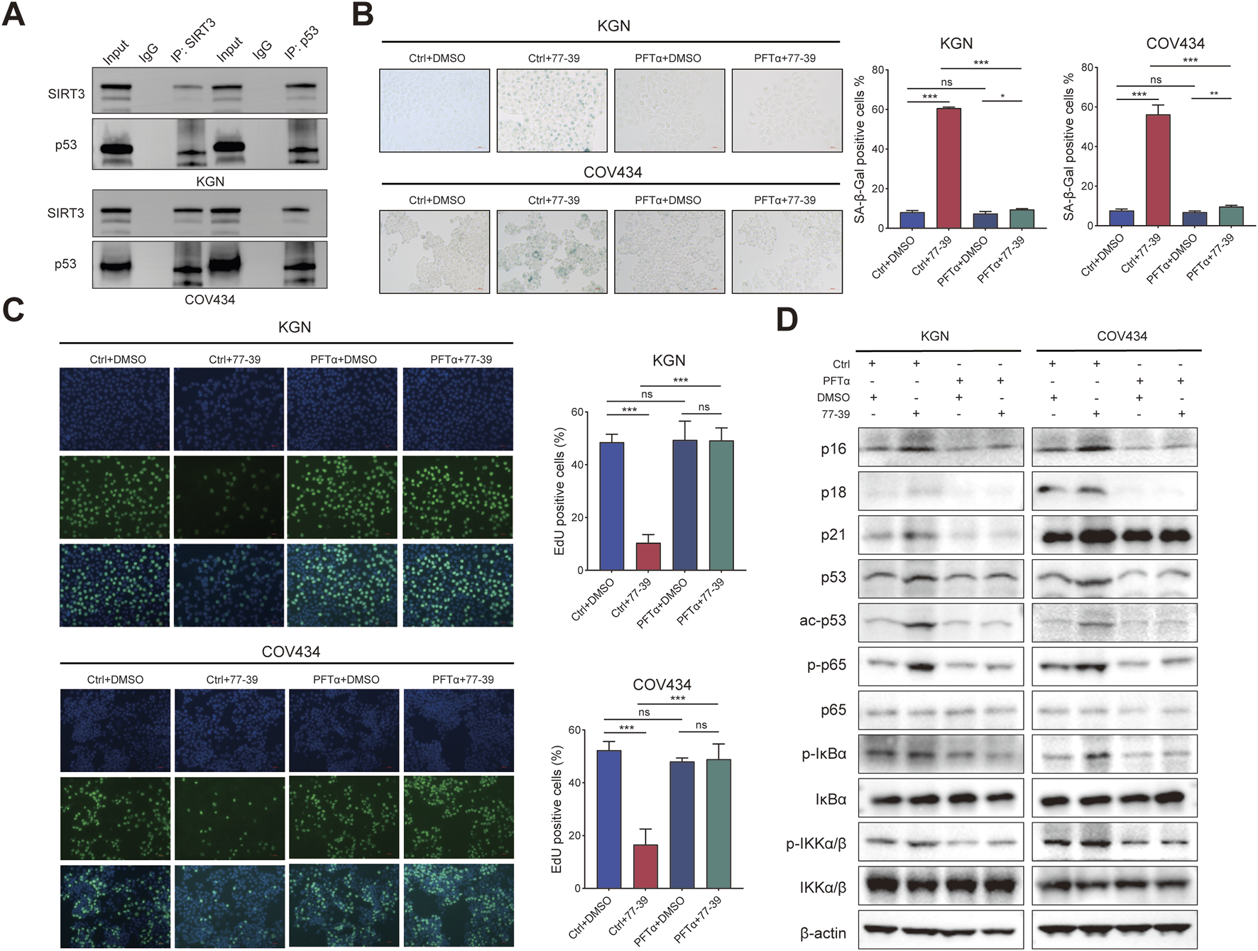 A series of panels from a scientific experiment. Panel A shows western blots for SIRT3 and p53 proteins in KGN and COV434 cell lines following immunoprecipitation. Panel B displays images and bar graphs for senescence-associated β-galactosidase staining in KGN and COV434 cells under different treatments, indicating the percentage of positive cells. Panel C presents fluorescence images of EdU incorporation in KGN and COV434 cells, with accompanying bar graphs showing the percentage of EdU positive cells. Panel D features western blot analyses for proteins p16, p18, p21, p53, acetyl p53, phosphorylated p65, p65, phosphorylated IκBα, IκBα, phosphorylated IKKα/β, IKKα/β, and β-actin in KGN and COV434 cells under varied conditions.