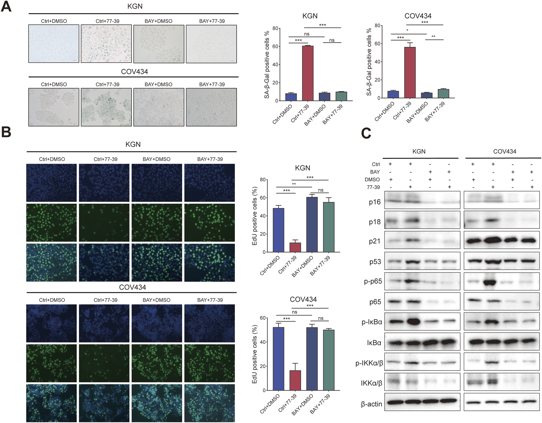 Panel A shows microscopic images and bar graphs comparing SA-β-gal positive cells in KGN and COV434 cells across different treatments. Panel B depicts cell proliferation images with corresponding bar graphs for EdU positive cells, also in KGN and COV434 cells. Panel C presents Western blot results for various proteins, including p16, p21, and p53, under different treatment conditions in KGN and COV434 cell lines. Statistical significance is indicated with asterisks.