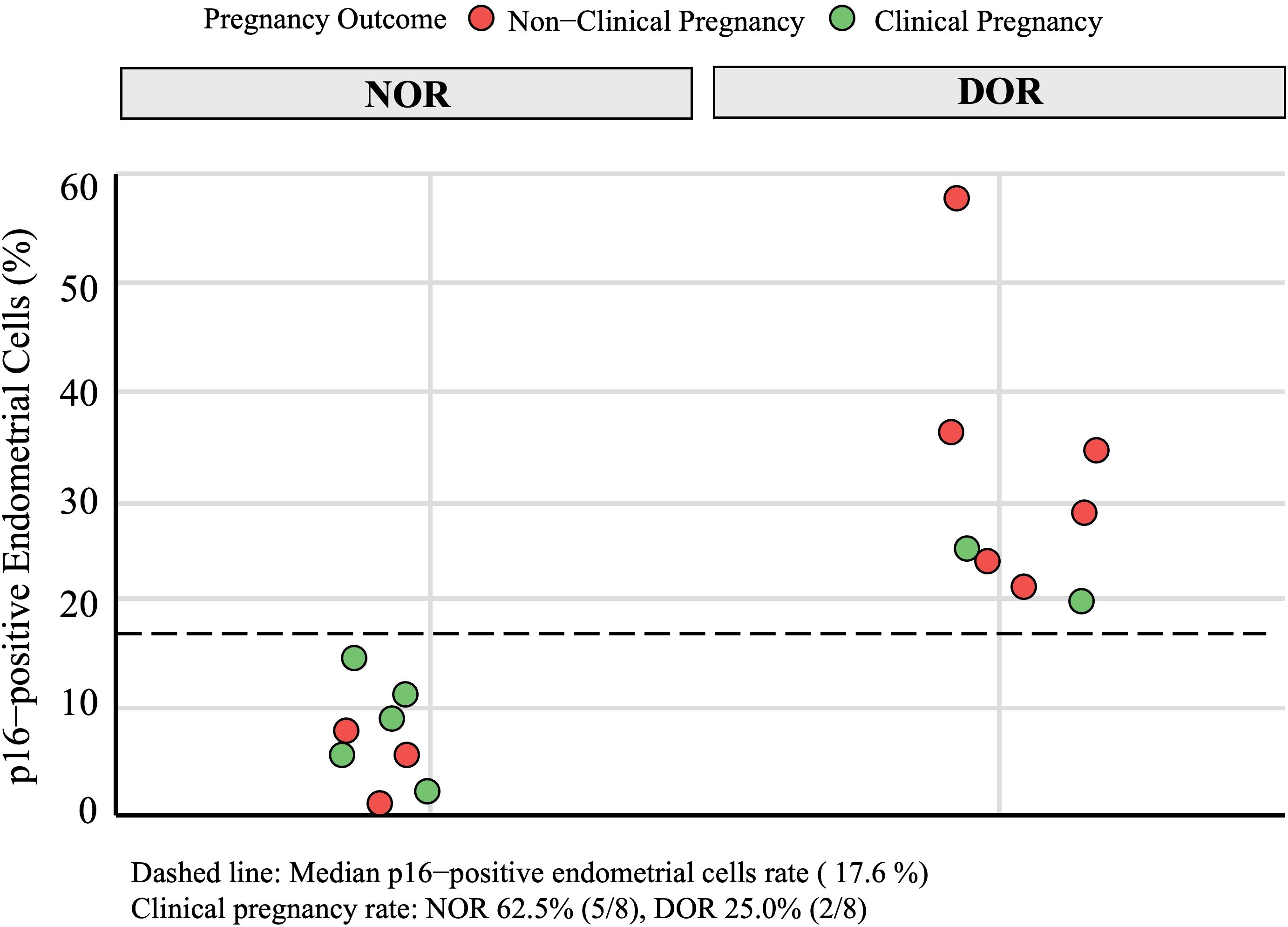 Scatter plot showing p16-positive endometrial cells percentage versus pregnancy outcome for normal ovarian reserve (NOR) and diminished ovarian reserve (DOR). Red circles indicate non-clinical pregnancies; green circles indicate clinical pregnancies. Data points in the NOR group are mostly below the dashed median line at 17.6%. DOR group shows more variation above the median line. Clinical pregnancy rates: NOR 62.5% (5/8), DOR 25.0% (2/8).
