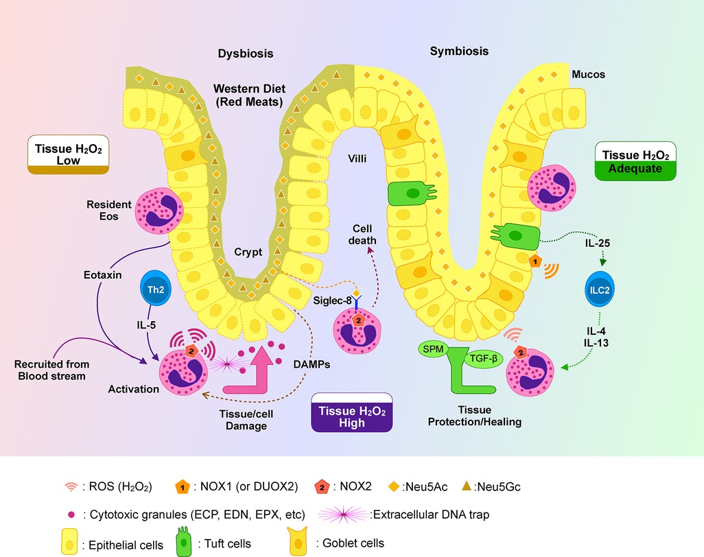 Illustrated comparison of gut epithelial response in dysbiosis versus symbiosis. The dysbiosis side shows a Western diet-induced inflammatory response with low hydrogen peroxide levels, tissue damage, and eosinophil activation. The symbiosis side depicts a balanced immune response, adequate hydrogen peroxide, epithelial integrity, and tissue protection through IL-25 and ILC2-mediated signaling.