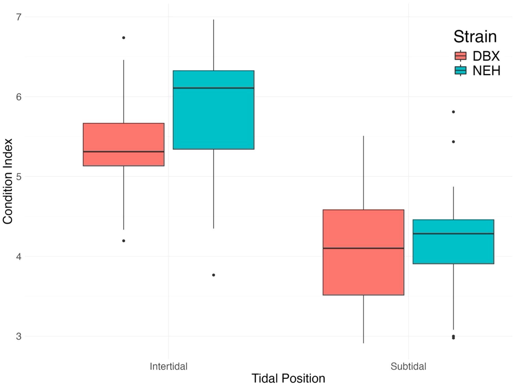 Box plot comparing the condition index of two strains, DBX (red) and NEH (blue), across intertidal and subtidal positions. It shows higher median values for NEH in both positions.