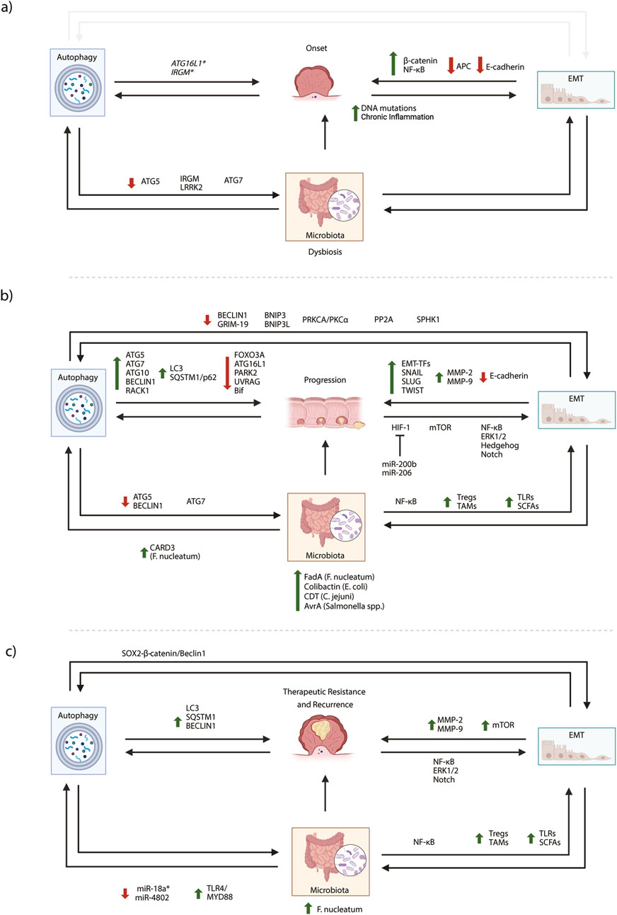 Diagram illustrating the role of autophagy and microbiota in cancer development and progression. a) Depicts initial cancer onset linked to autophagy, genetic mutations, and microbiota dysbiosis, influencing epithelial-mesenchymal transition (EMT).b) Shows cancer progression with changes in autophagy-related proteins, escalation of microbiota-induced factors, and various signaling pathways contributing to EMT.c) Illustrates therapeutic resistance and recurrence, highlighting autophagy, microbiota impacts, and signaling pathways affecting EMT. Each panel details specific molecular interactions and pathways involved in the processes.
