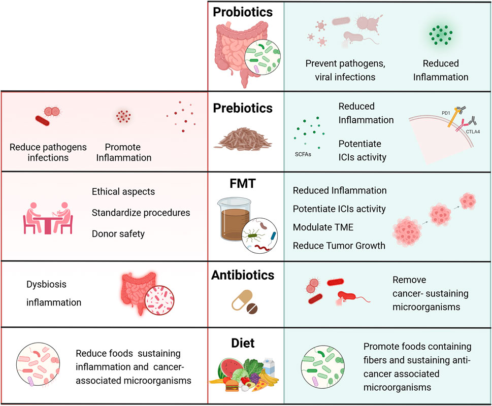 Chart illustrating different microbiome interventions and their impacts. Probiotics and prebiotics prevent infections and reduce inflammation, while potentiating immune checkpoint inhibitors (ICIs). Fecal microbiota transplantation (FMT) reduces inflammation, modulates tumor microenvironments (TME), and reduces tumor growth. Antibiotics and diet impact microorganisms, with antibiotics removing cancer-sustaining bacteria and diet promoting anti-cancer microorganisms through fiber. Ethical considerations and procedural standardization are noted for FMT, along with donor safety concerns.