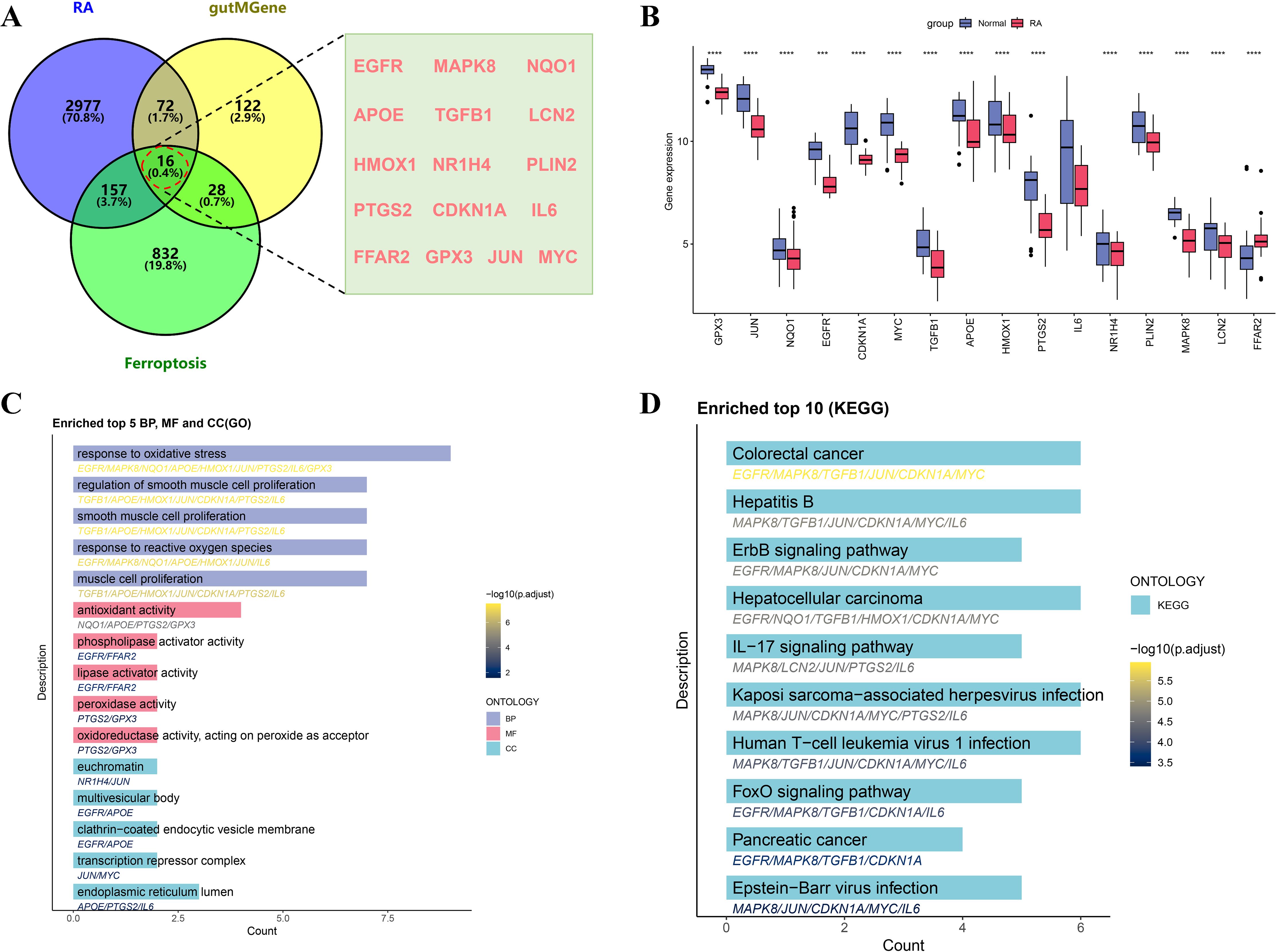 Venn diagram labeled A showing overlapping gene sets among RA, gutMGene, and ferroptosis, with genes listed in the intersection. Box plot graph labeled B displays gene expression differences between Normal and RA groups for various genes. Bar chart labeled C illustrates enriched biological processes (BP), molecular functions (MF), and cellular components (CC) with color-coded ontology values. Bar chart labeled D presents top ten enriched KEGG pathways, highlighting gene involvement and associated diseases or pathways.