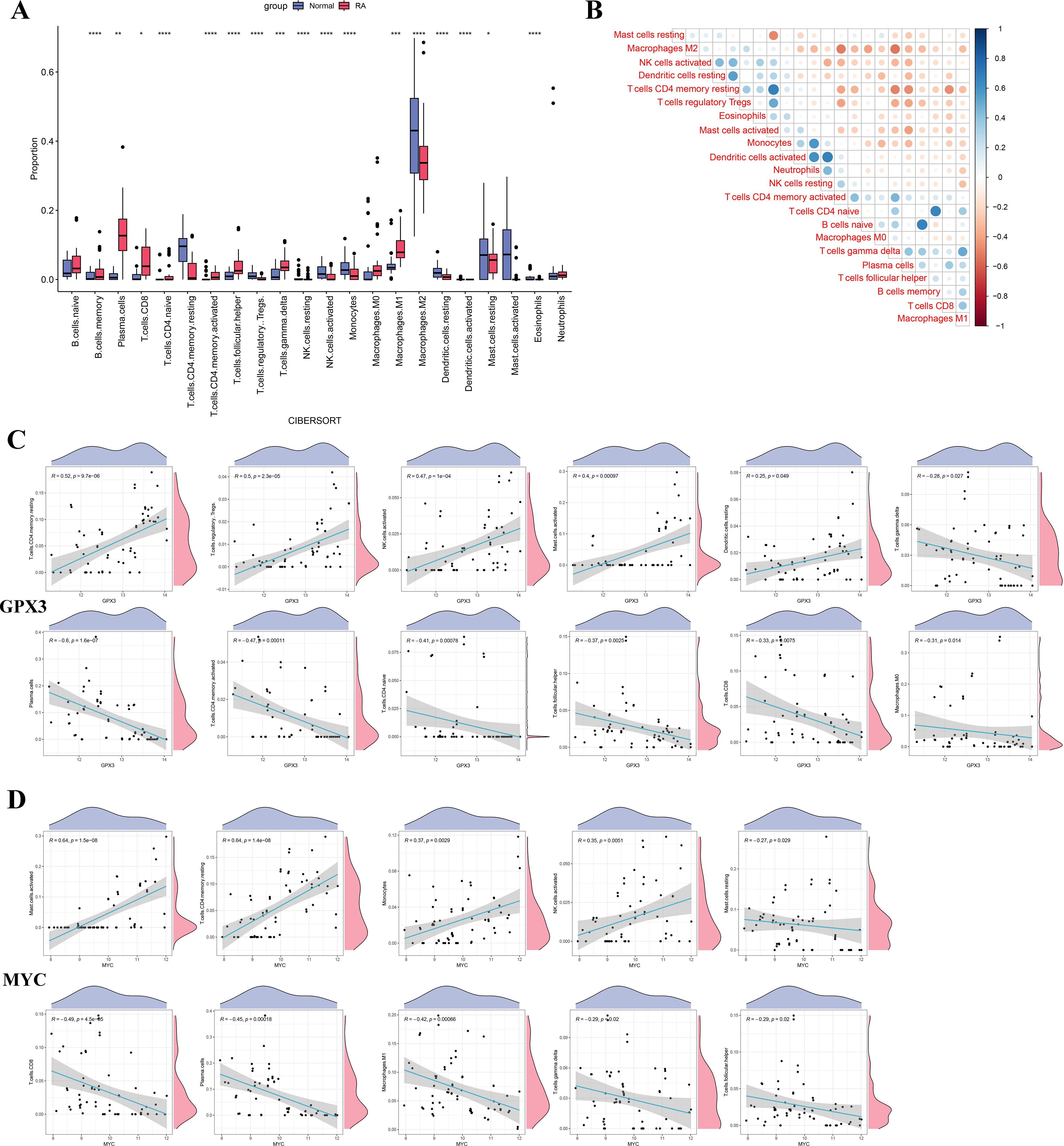 Panel A shows a box plot comparing the proportion of various immune cells between normal and rheumatoid arthritis (RA) groups. Panel B is a correlation matrix of immune cell types, with color indicating the strength of correlation. Panels C and D display scatter plots with regression lines, illustrating the relationship between gene expression levels (GPX3 and MYC) and immune cell infiltration, with density plots above and to the side.