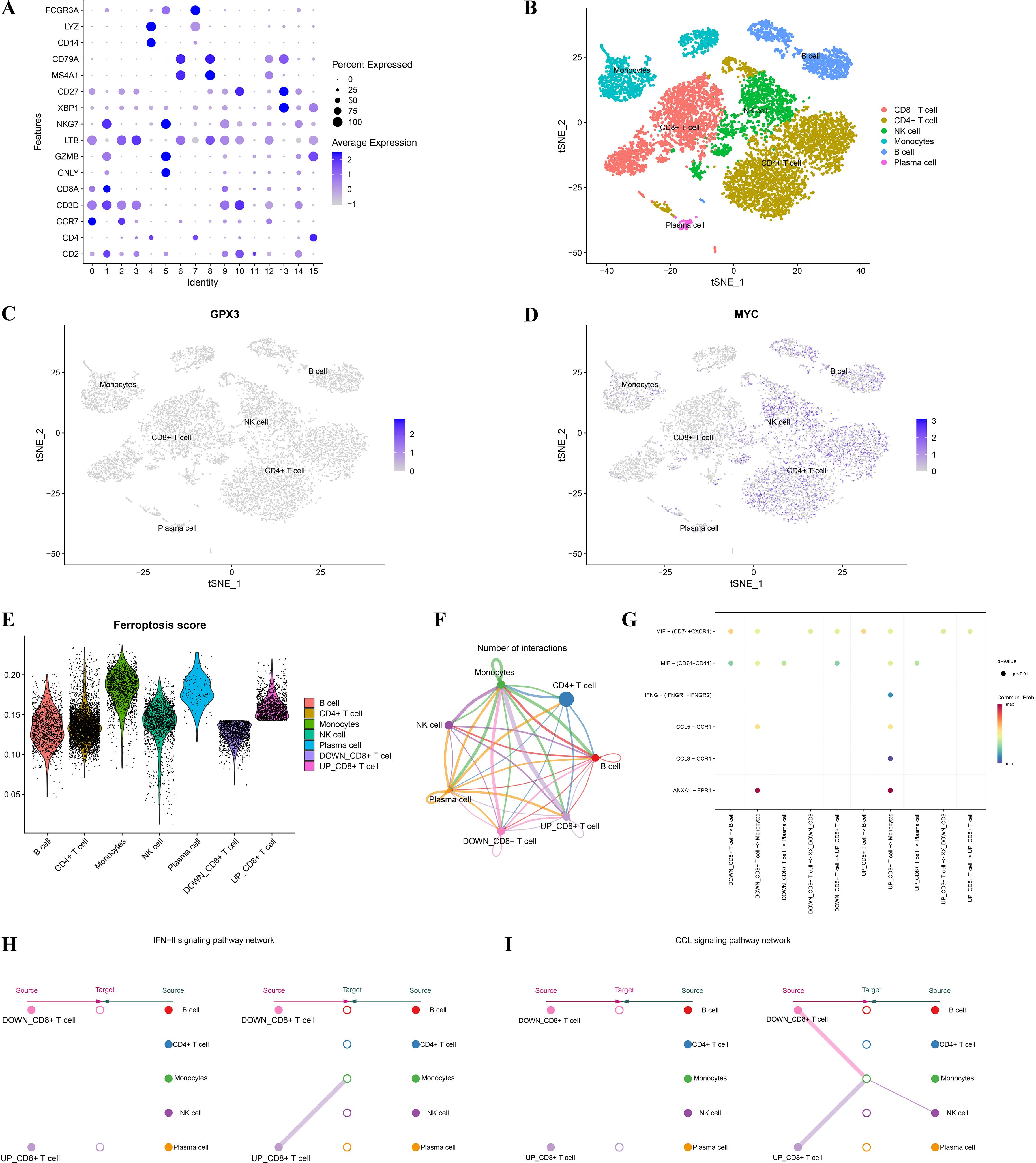 A composite image showing several panels: A) A dot plot displaying gene expression levels and percent expressed for various immune cell features. B) A t-SNE plot showing clusters of immune cells, including CD8+ T cells, CD4+ T cells, NK cells, monocytes, B cells, and plasma cells. C) A t-SNE plot highlighting GPX3 expression across different immune cell types. D) A t-SNE plot highlighting MYC expression across different immune cell types. E) Violin plots representing ferroptosis scores for various immune cell types. F) A network diagram illustrating the number of interactions between different immune cell types. G) A bubble plot showing p-values and expression for various genes and immune cell types. H) A signaling pathway network for IFN-I, indicating interactions between different immune cells. I) A signaling pathway network for CCL, showing interactions between different immune cells.