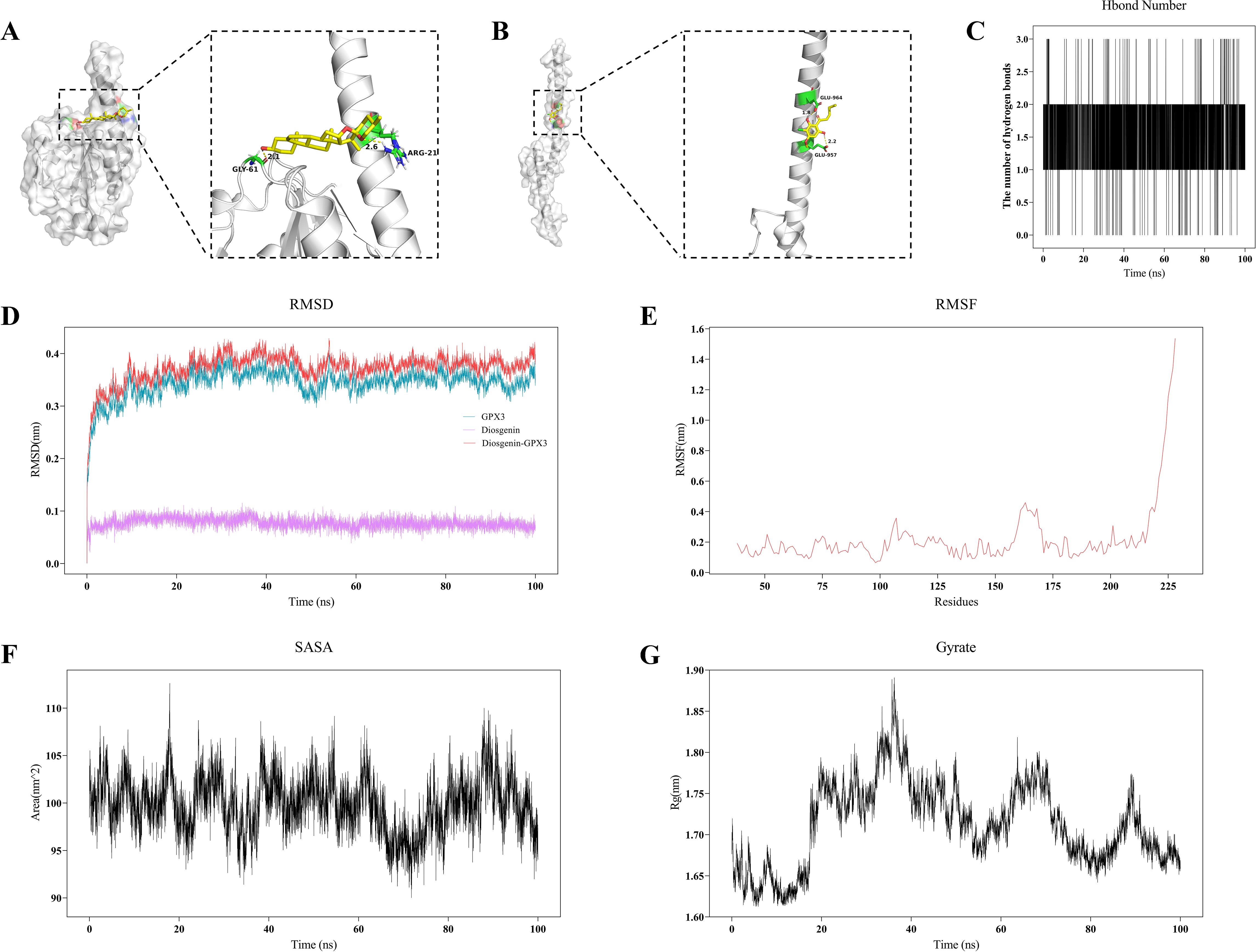 Molecular dynamics simulation results and analyses are shown. (A) and (B) depict detailed molecular interactions, highlighting the binding site with dioscin and GPX3 protein. (C) shows a graph of hydrogen bond numbers over time. (D) depicts a line graph of Root Mean Square Deviation (RMSD) for GPX3, dioscin, and their complex over time. (E) presents a Residue Root Mean Square Fluctuation (RMSF) graph. (F) displays a Solvent Accessible Surface Area (SASA) graph over time. (G) shows a plot of the radius of gyration over time.