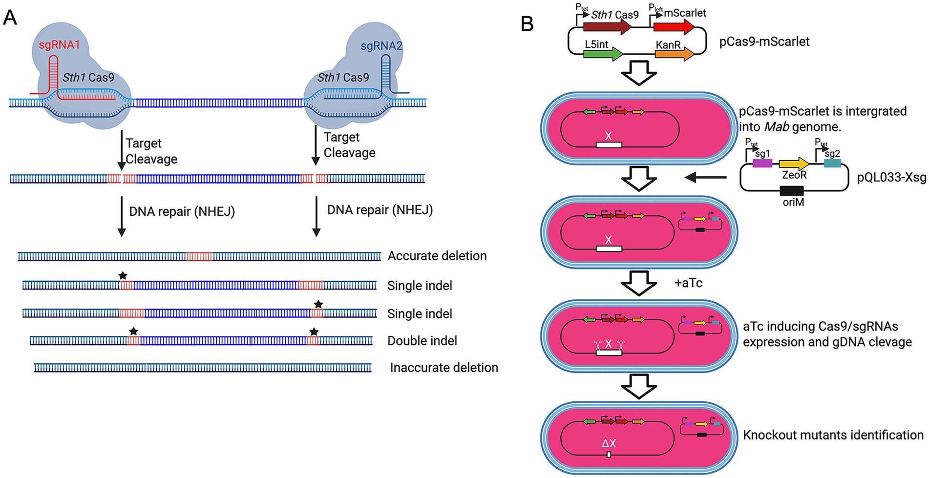 Diagram illustrating a gene editing process using CRISPR-Cas9. Panel A shows sgRNA-guided Cas9 cleaving DNA, with subsequent repair via non-homologous end joining (NHEJ), leading to accurate deletions or indels. Panel B depicts the integration of a plasmid into the Mab genome, activation by aTc, and identification of knockout mutants.
