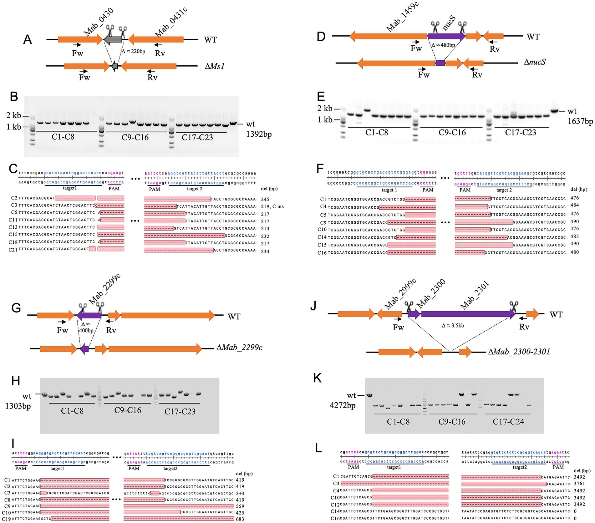 Diagrams and gel electrophoresis results show gene editing outcomes for different genes. Panels A, D, G, and J illustrate genetic constructs with wild type (WT) and edited versions showing deletions. Panels B, E, H, and K display gel electrophoresis bands indicating fragment sizes for various clones. Panels C, F, I, and L provide sequence alignments with protospacer adjacent motifs (PAM), highlighting deletions or insertions in different clones. Each section represents distinct gene modifications with corresponding molecular results.