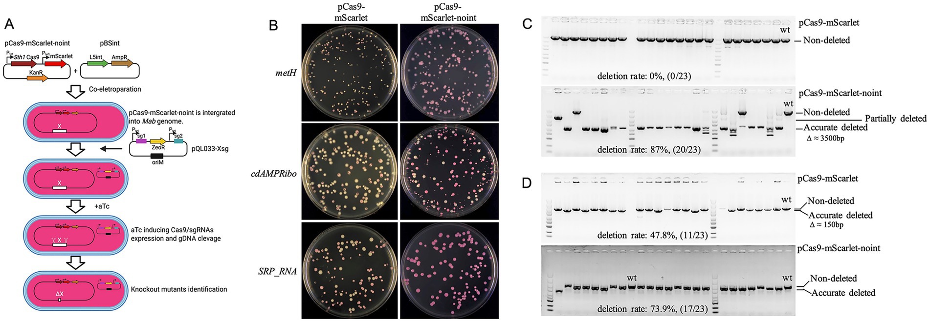 Diagram showing a four-part scientific analysis. A: Schematic of Cas9-mScarlet integration and knockout mutant identification via co-electroporation. B: Bacterial growth plates comparing pCas9-mScarlet and pCas9-mScarlet-noint showing different deletion rates in metH, cdAMPRibo, and SRP_RNA genes. C-D: Gel electrophoresis results; panel C compares non-deleted and deleted strains, showing 0% and 87% deletion rates. Panel D displays additional deletion rates of 47.8% and 73.9%.