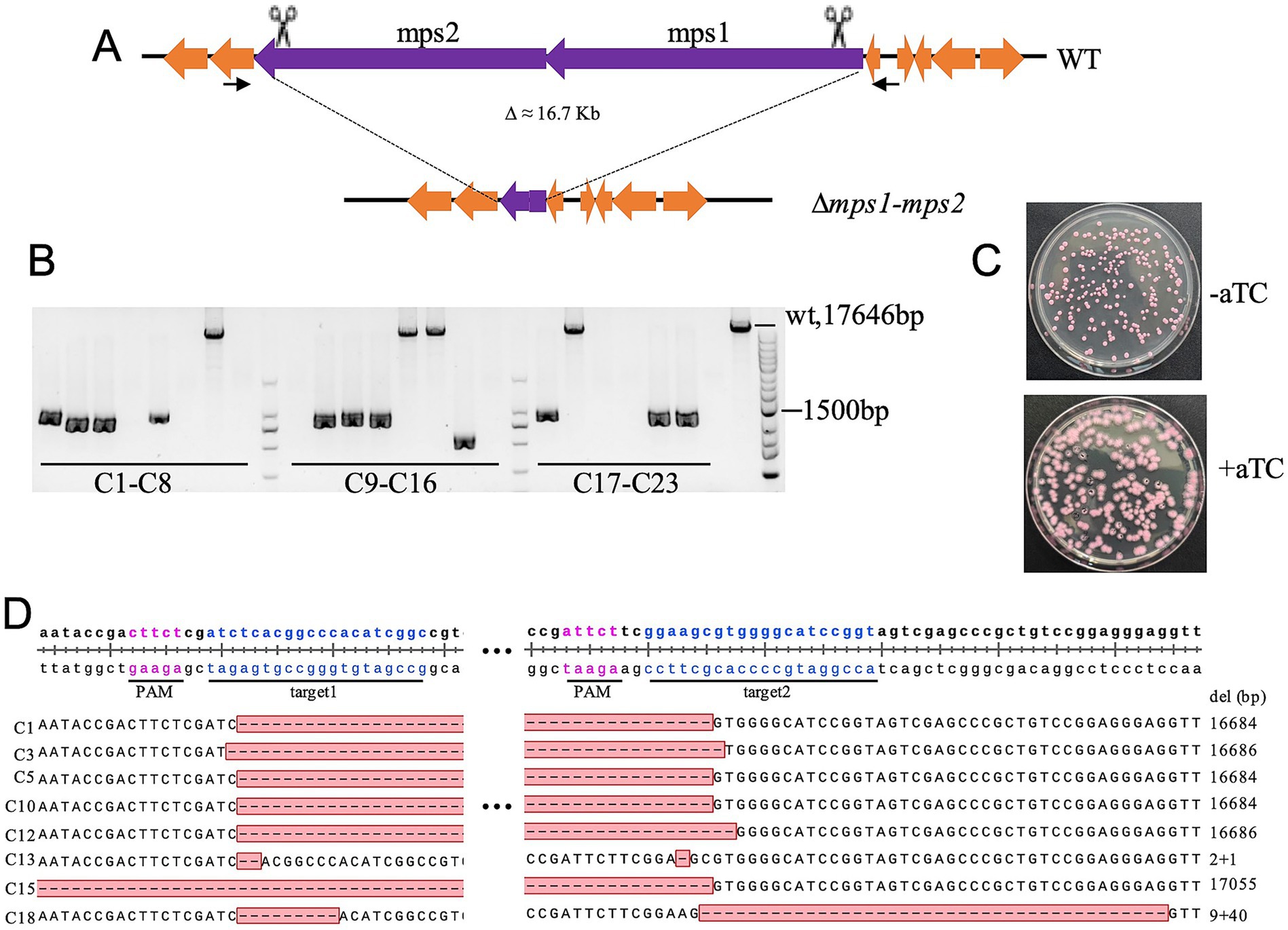 Diagram illustrating genetic modifications in a bacterium. Panel A shows the deletion of the mps1-mps2 region. Panel B depicts gel electrophoresis results with bands indicating successful deletion. Panel C displays two petri dishes with colonies, one without aTC and one with aTC, showing differences in colony formation. Panel D presents DNA sequence alignments highlighting target sites and deletions.