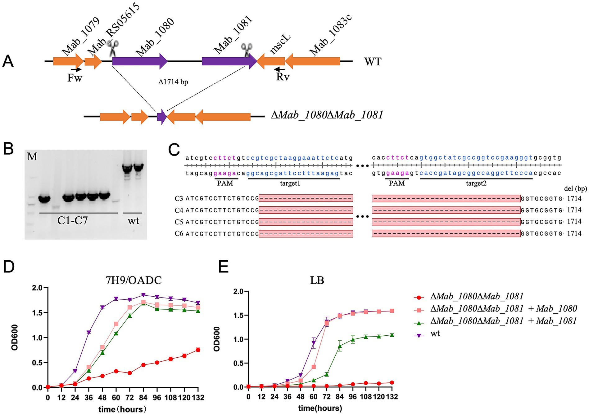 Diagram showing genetic analysis and growth data: (A) Schematic of gene deletions and orientations. (B) Gel electrophoresis bands labeled C1-C7 and wt. (C) DNA sequences with PAM sites and deletions noted. (D) 7H9/OADC growth curve with different mutants over time, measured by OD600. (E) LB growth curve with the same conditions and measurements as in (D).