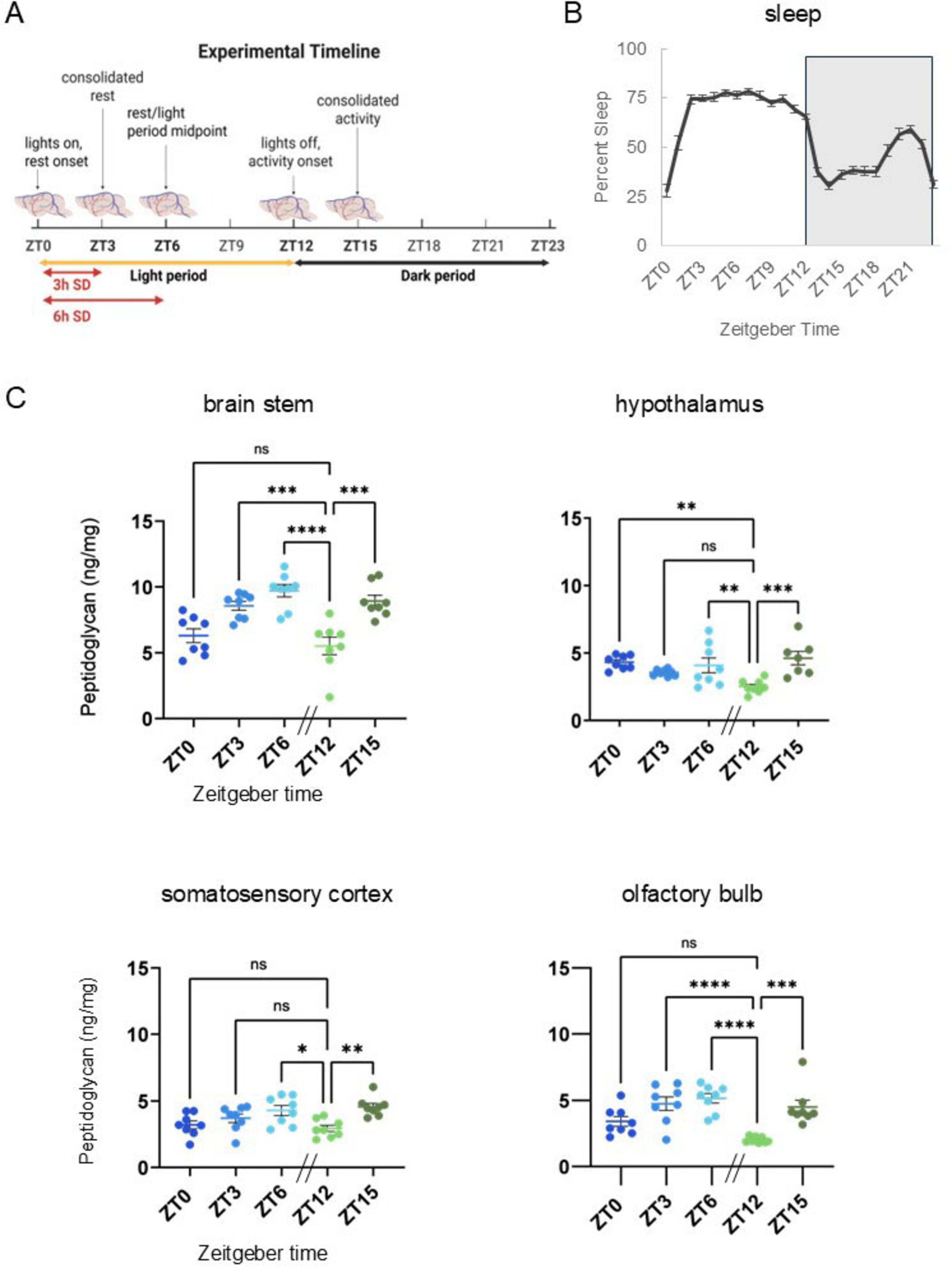Experimental timeline and data visualization are presented. A) Experimental timeline shows light and dark periods with time points: ZT0, ZT3, ZT6, ZT12, and ZT15, indicating periods of rest and activity. B) A graph displays sleep percentage over Zeitgeber Time, showing increased sleep during light periods and reduced sleep during dark periods. C) Four scatter plots display peptidoglycan concentrations in brain stem, hypothalamus, somatosensory cortex, and olfactory bulb at different Zeitgeber times: ZT0, ZT3, ZT6, ZT12, and ZT15 with various significant differences marked by asterisks.