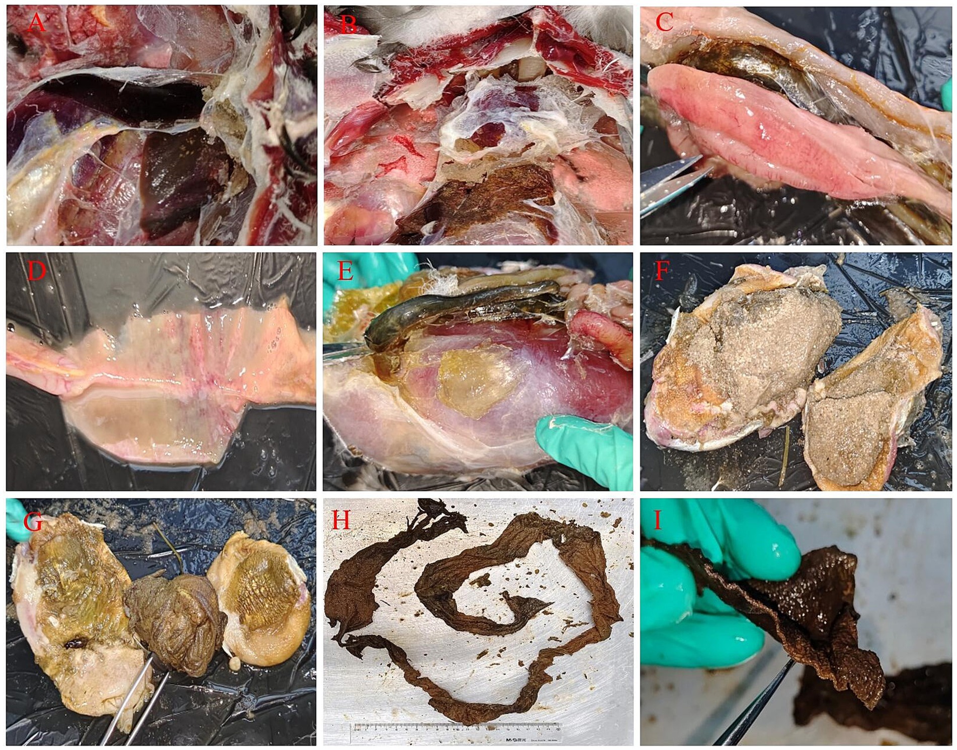 Panels A to I show various dissected tissues and organs. Images display different stages and angles of the dissection process, including muscular tissues, internal structures, and large fibrous or membranous sections. Surgical tools and gloved hands are visible, indicating clinical or veterinary examination. The images focus on detailed anatomical features for educational or research purposes.