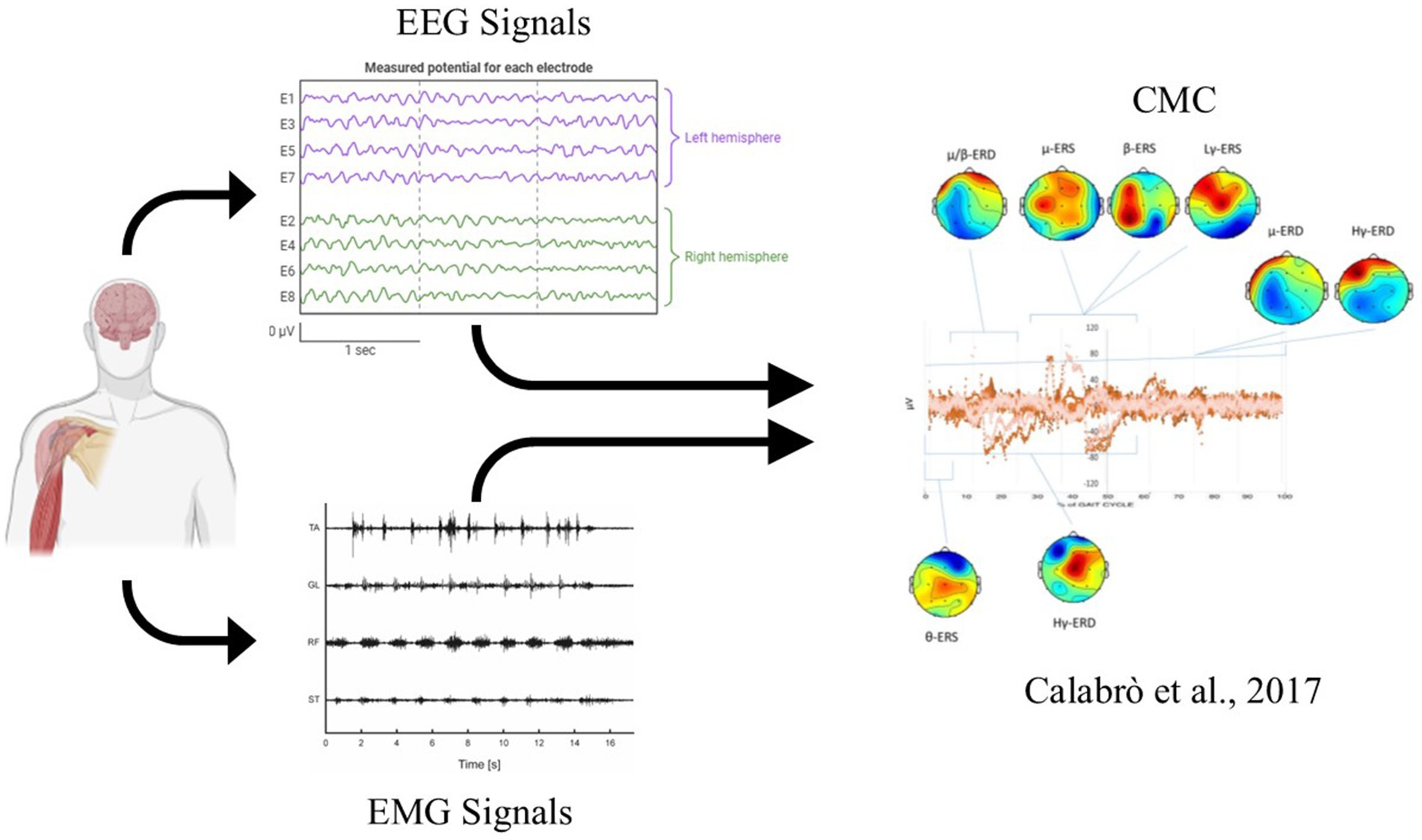 Diagram illustrating the process of collecting and analyzing EEG and EMG signals. EEG signals are shown with waveforms from the left and right hemispheres. EMG signals are displayed as waveforms over time for different muscles. These signals are analyzed to produce CMC results, shown as brain activity maps and a central graph of signal fluctuations.