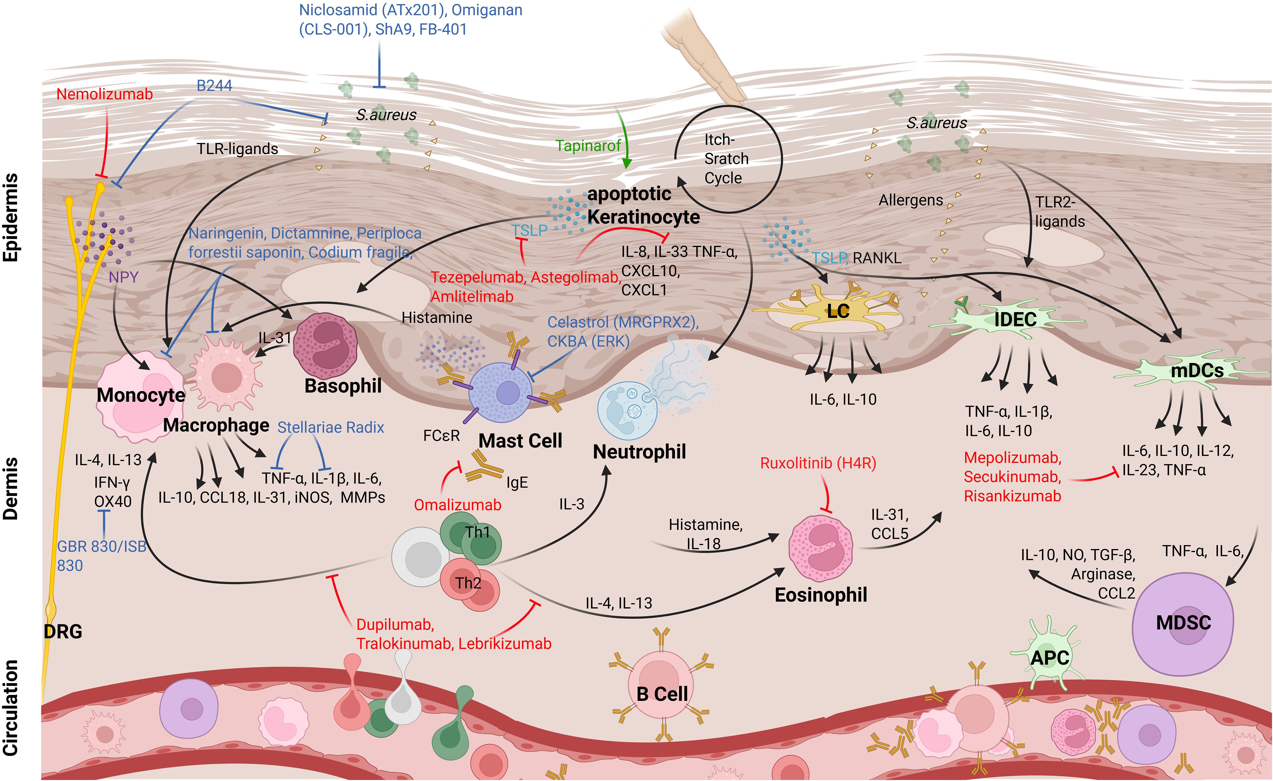 Diagram illustrating the immune responses in the epidermis and dermis, featuring interactions between cells like monocytes, macrophages, basophils, mast cells, neutrophils, eosinophils, and lymphocytes. Shows signaling molecules (e.g., IL-31, histamine), bacterial influences (e.g., S. aureus), allergens, and therapeutic interventions, highlighting the itch-scratch cycle. Medications like Nemolizumab, Dupilumab, and others are included.