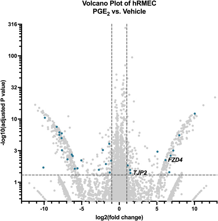 Volcano plot showing the differential expression of hRMEC under PGE₂ treatment versus vehicle. The x-axis represents log₂ fold change, and the y-axis shows -log₁₀ adjusted p-values. Significant genes, like TJP2 and FZD4, are labeled, indicating notable differential expression. Gray points depict non-significant changes, while blue points highlight significant ones. Vertical and horizontal dashed lines indicate thresholds for significance.