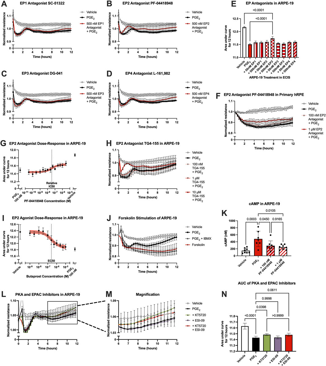A series of graphs and bar charts presents data on the effects of various antagonists and inhibitors on ARPE-19 and primary RPE cells. Plots labeled A to D show normalized resistance over time with different prostaglandin antagonists. Graph E shows a bar chart comparison of area under the curve for ARPE-19 treatments. F to I depict dose-responses and additional time-resolved resistance data. J displays forskolin effects on ARPE-19 normalized resistance. K compares cAMP levels under different conditions. L and M illustrate inhibitor effects on resistance with a magnification inset. N presents area under the curve data for PKA and EPAC inhibitors. Statistical significance is indicated with asterisks and p-values.