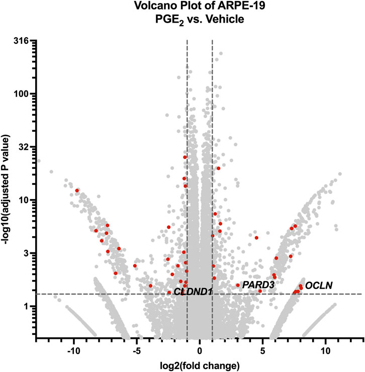 Volcano plot depicting gene expression changes in ARPE-19 cells treated with PGE₂ versus a vehicle. The x-axis shows log2 fold change, and the y-axis shows -log10 adjusted P value. Red dots indicate significantly altered genes, including CLDND1, PARD3, and OCLN. Vertical and horizontal dashed lines represent significance thresholds.