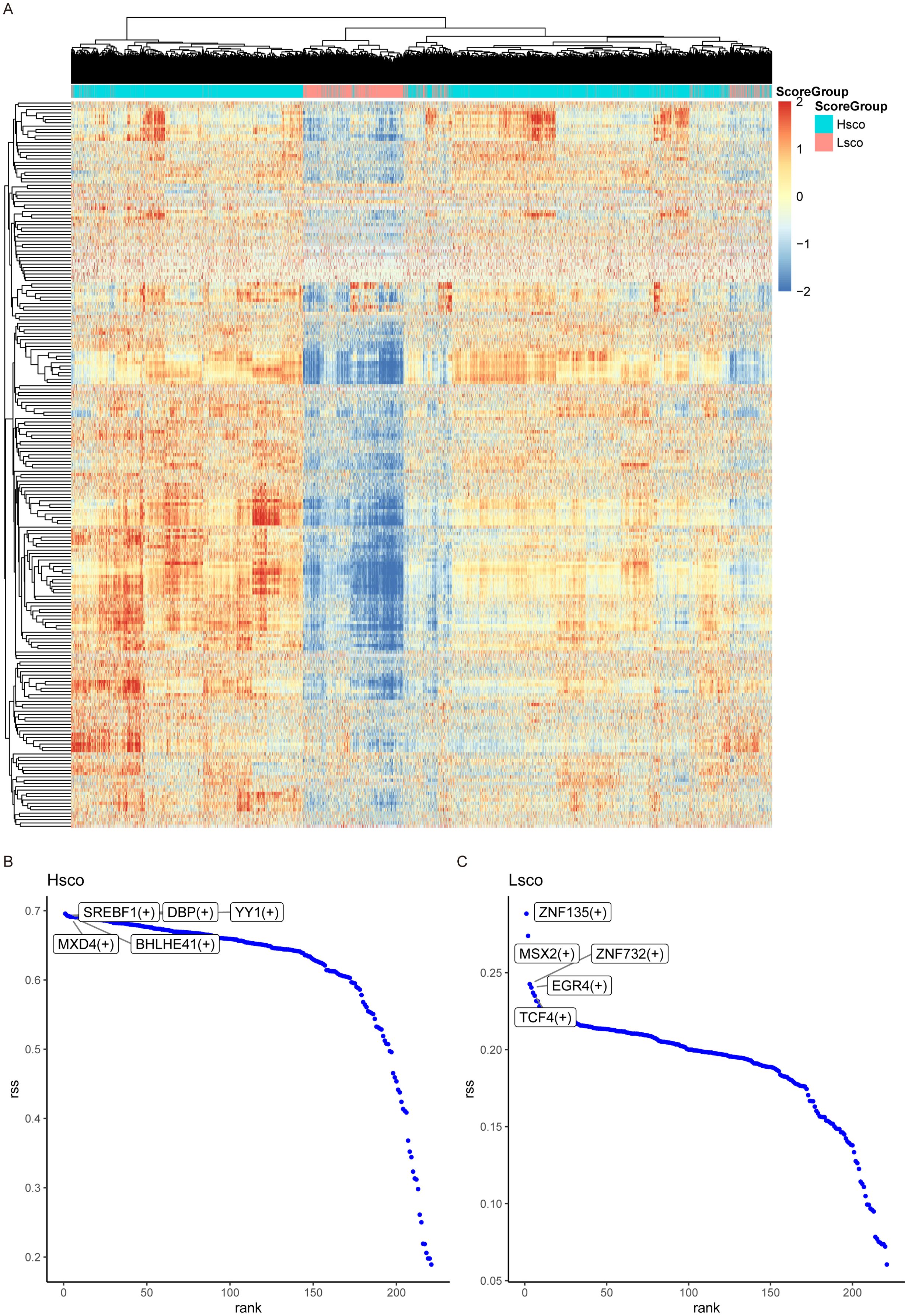 Heatmap and dendrogram illustrating gene expression patterns, with samples grouped into Hsco and Lsco categories. Colors range from red to blue, indicating high to low expression. Accompanying plots (B and C) display ranked scores for transcription factors in Hsco and Lsco groups, highlighting top factors such as SREBF1 and ZNF135.