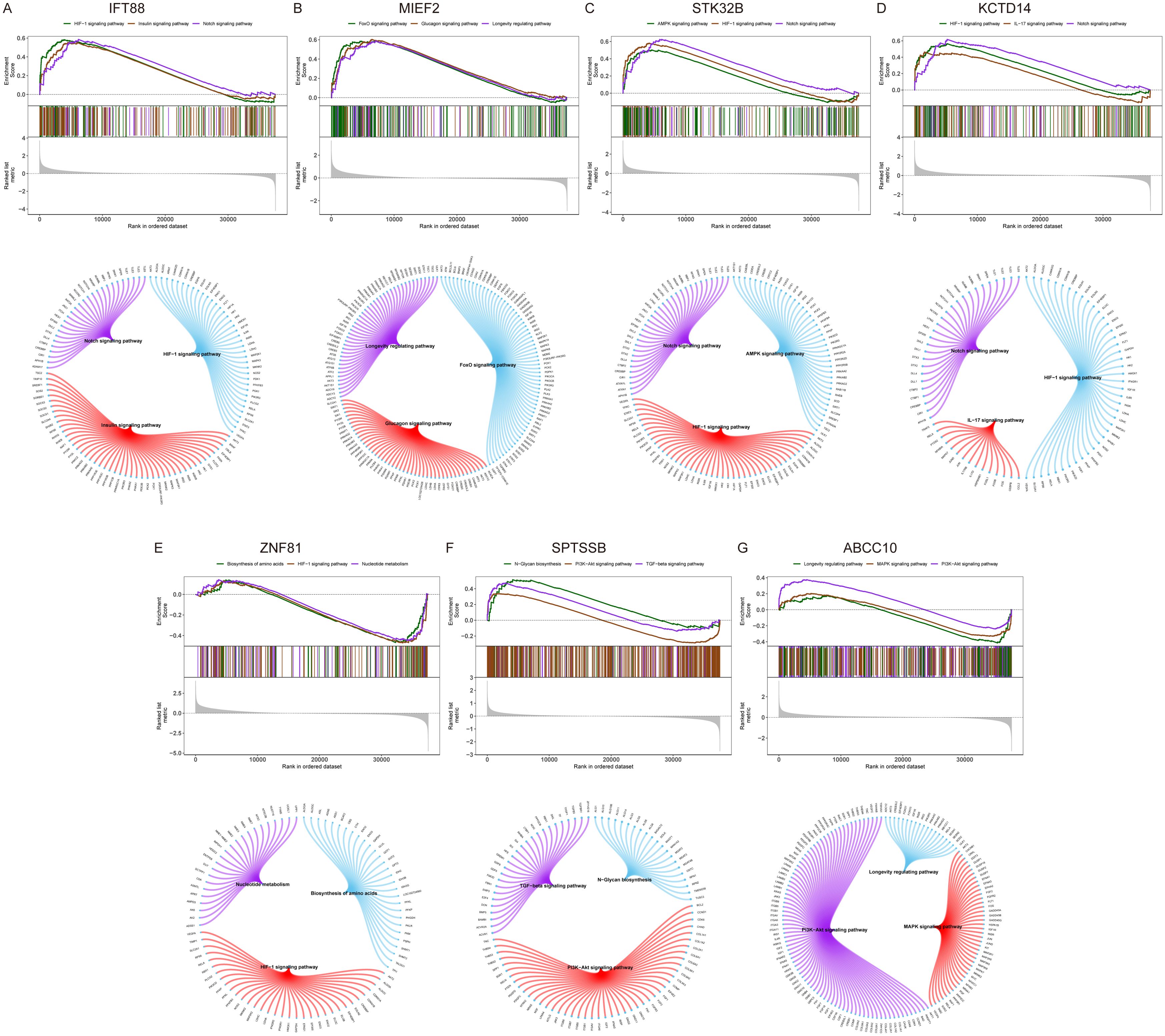 Graphs and circular diagrams analyze seven genes (IFT88, MIEF2, STK32B, KCTD14, ZNF81, SPTSSB, ABCC10), depicting enrichment score trends and pathway associations such as Hedgehog and PI3K-AKT signaling. Each gene displays a GSEA plot above and a circular pathway interaction diagram below.