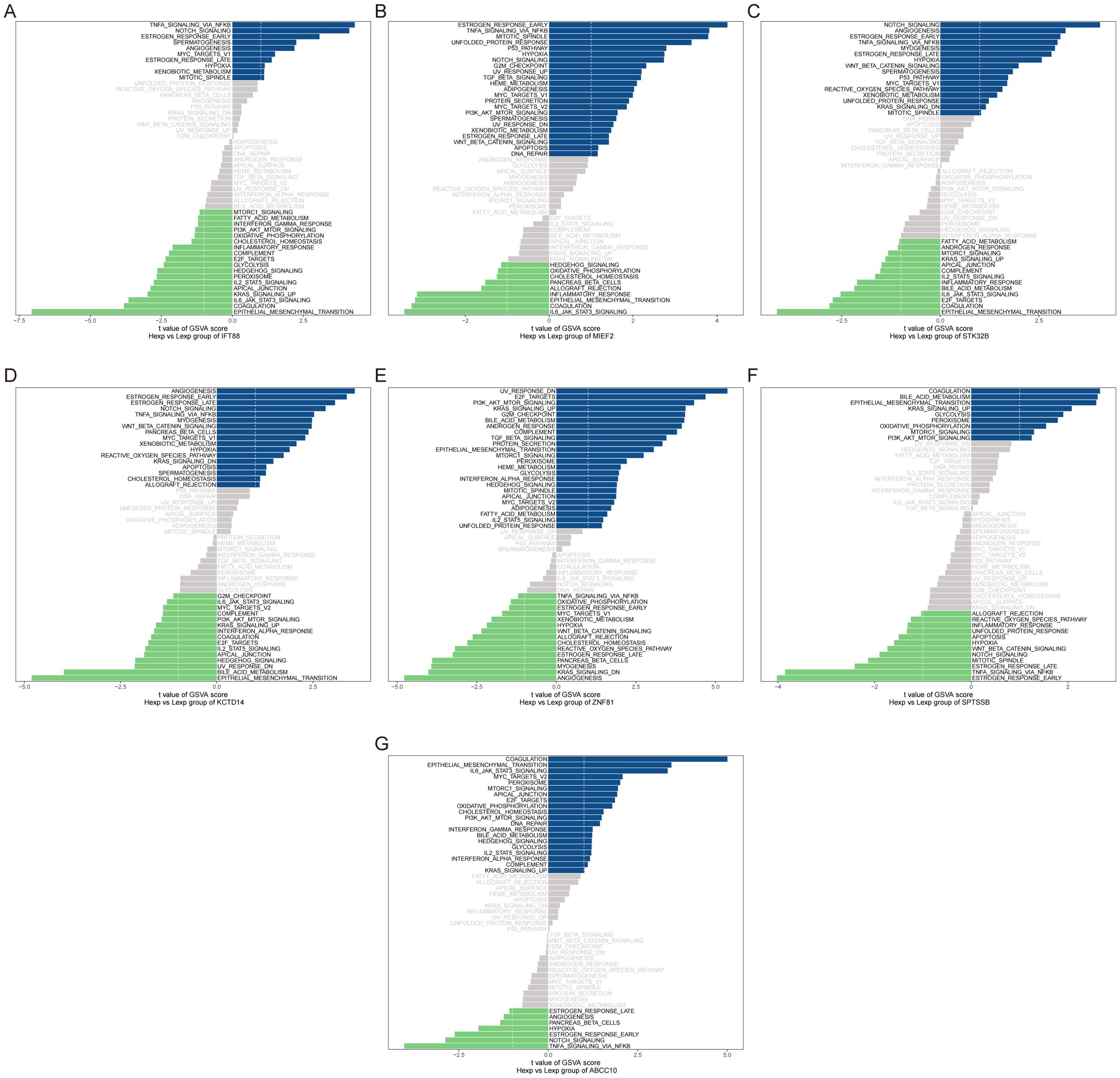 Seven bar charts labeled A to G display gene set variation analysis (GSVA) scores for different gene groups. Each chart has bars in blue, gray, and green, representing positive and negative GSVA scores. The x-axes indicate GSVA score values, while y-axes list various gene sets related to biological processes. The charts compare high and low expression groups, reflecting distinct biological activities associated with each gene.
