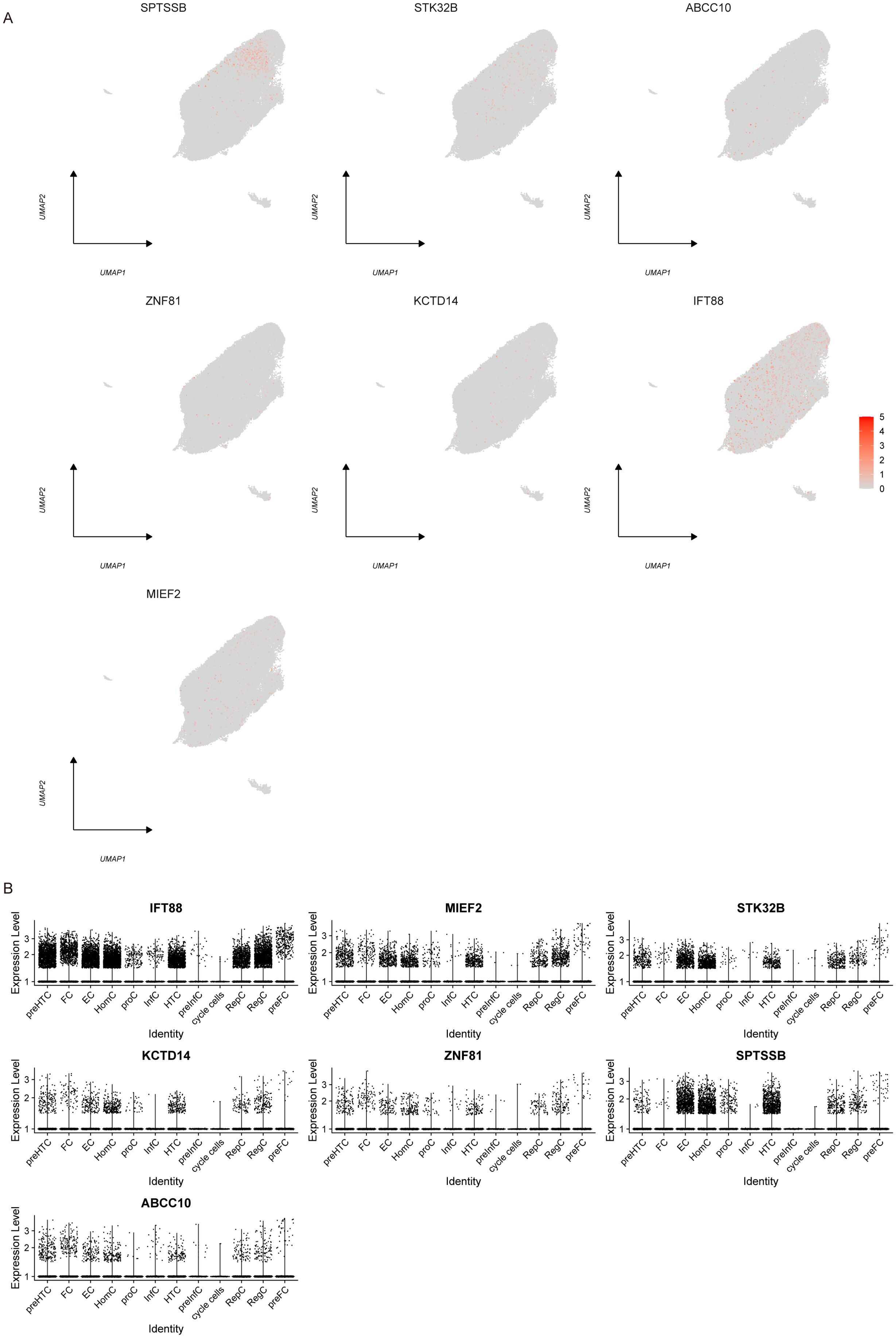 Panel A shows UMAP plots for genes SPTSSB, STK32B, ABCC10, ZNF81, KCTD14, IFT88, and MIEF2, with varying expression levels indicated by shades of red. Panel B presents dot plots displaying expression levels of the same genes across different identities such as iplnrEC, FC, EC, and others.