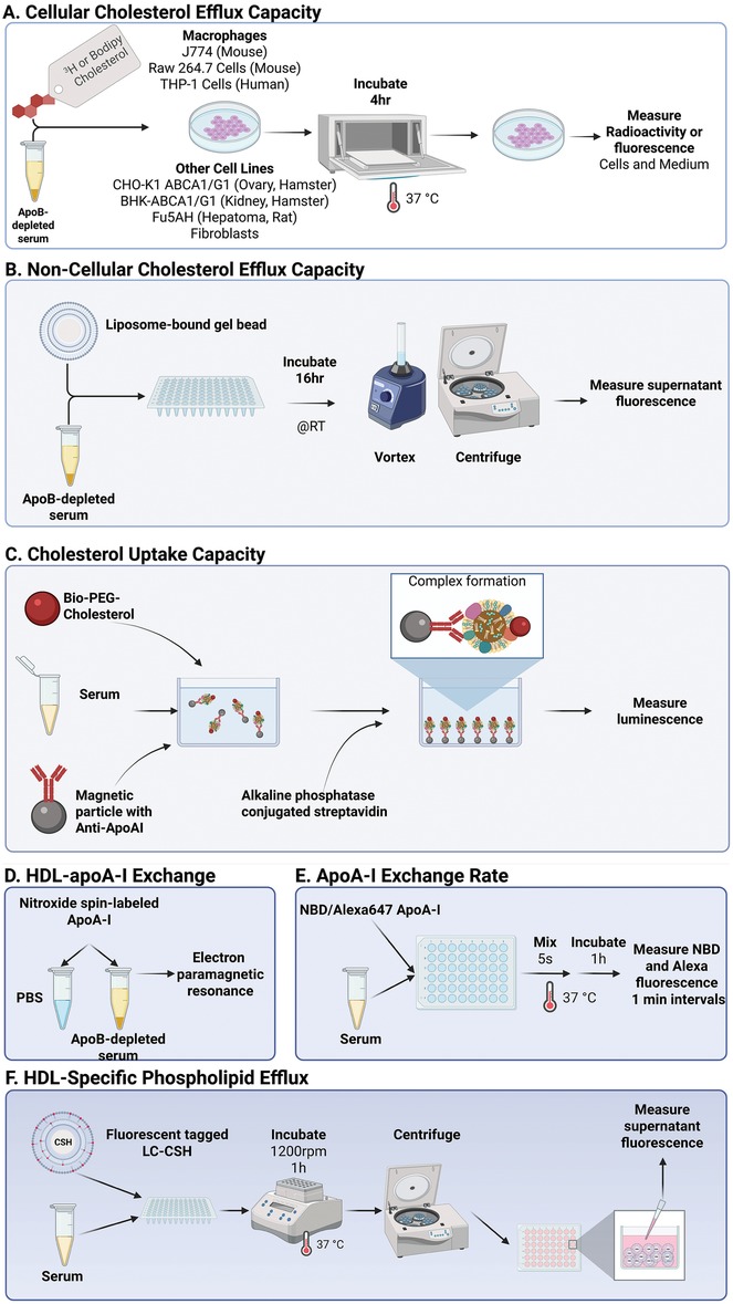 Diagram illustrating six experimental procedures: (A) Cellular Cholesterol Efflux Capacity using macrophages or other cell lines to measure radioactivity or fluorescence. (B) Non-Cellular Cholesterol Efflux Capacity using liposome-bound gel beads, vortexing, and centrifugation to measure supernatant fluorescence. (C) Cholesterol Uptake Capacity showing complex formation and luminescence measurement. (D) HDL-apoA-I Exchange using electron paramagnetic resonance. (E) ApoA-I Exchange Rate with fluorescence measurement. (F) HDL-Specific Phospholipid Efflux measuring supernatant fluorescence post-centrifugation. Procedures involve incubation at specific temperatures and time durations.