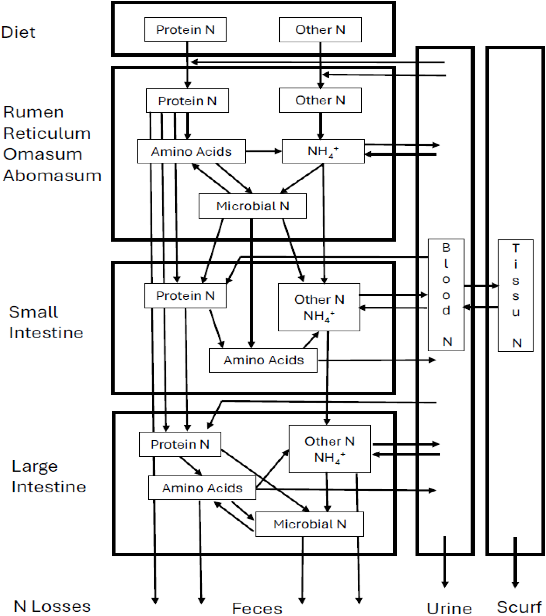 Flowchart showing nitrogen processing in a digestive system. It details the movement of protein and other nitrogen forms through the diet, rumen, small intestine, and large intestine. Nitrogen is converted to amino acids, ammonium, and microbial nitrogen, affecting blood, tissue, excretion in urine, feces, and scurf.