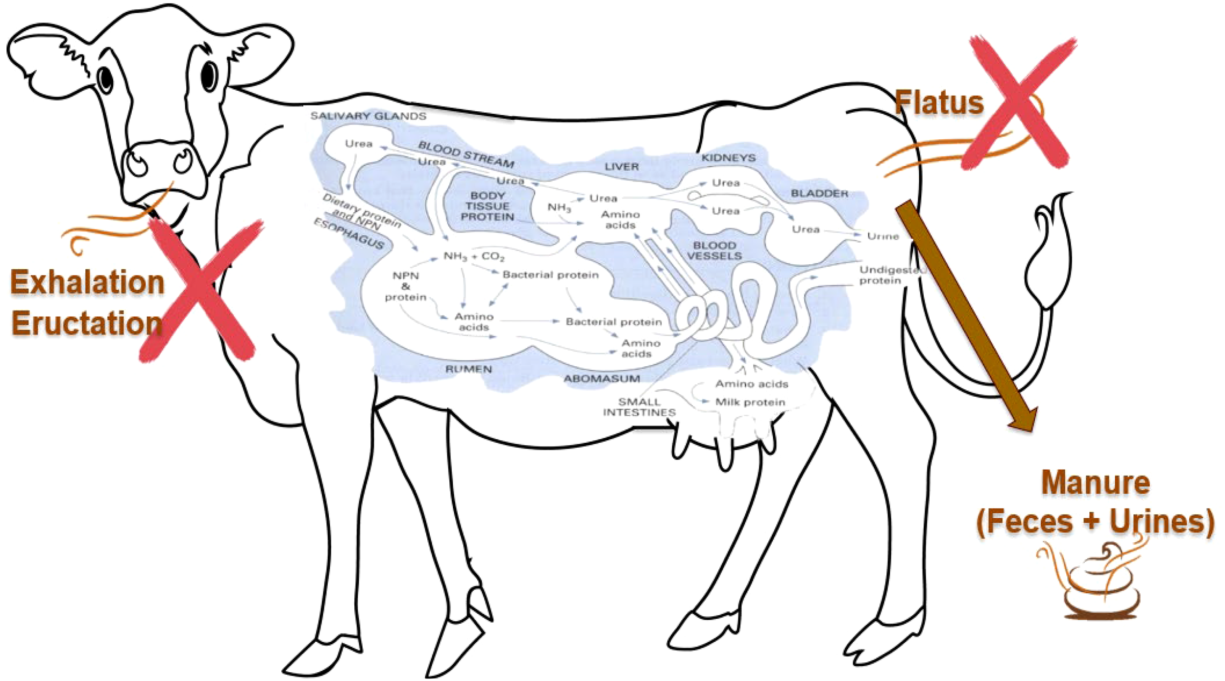 Diagram of a cow illustrating ammonia emission pathways from ruminants. Based on the gastrointestinal tract (GIT) environment, most ammonia in the GIT exists as ammonium due to the pH and temperature conditions. While minor ammonia losses through exhalation, eructation, or flatus have been reported, the predominant route of ammonia emission is via manure, which includes both feces and urine.