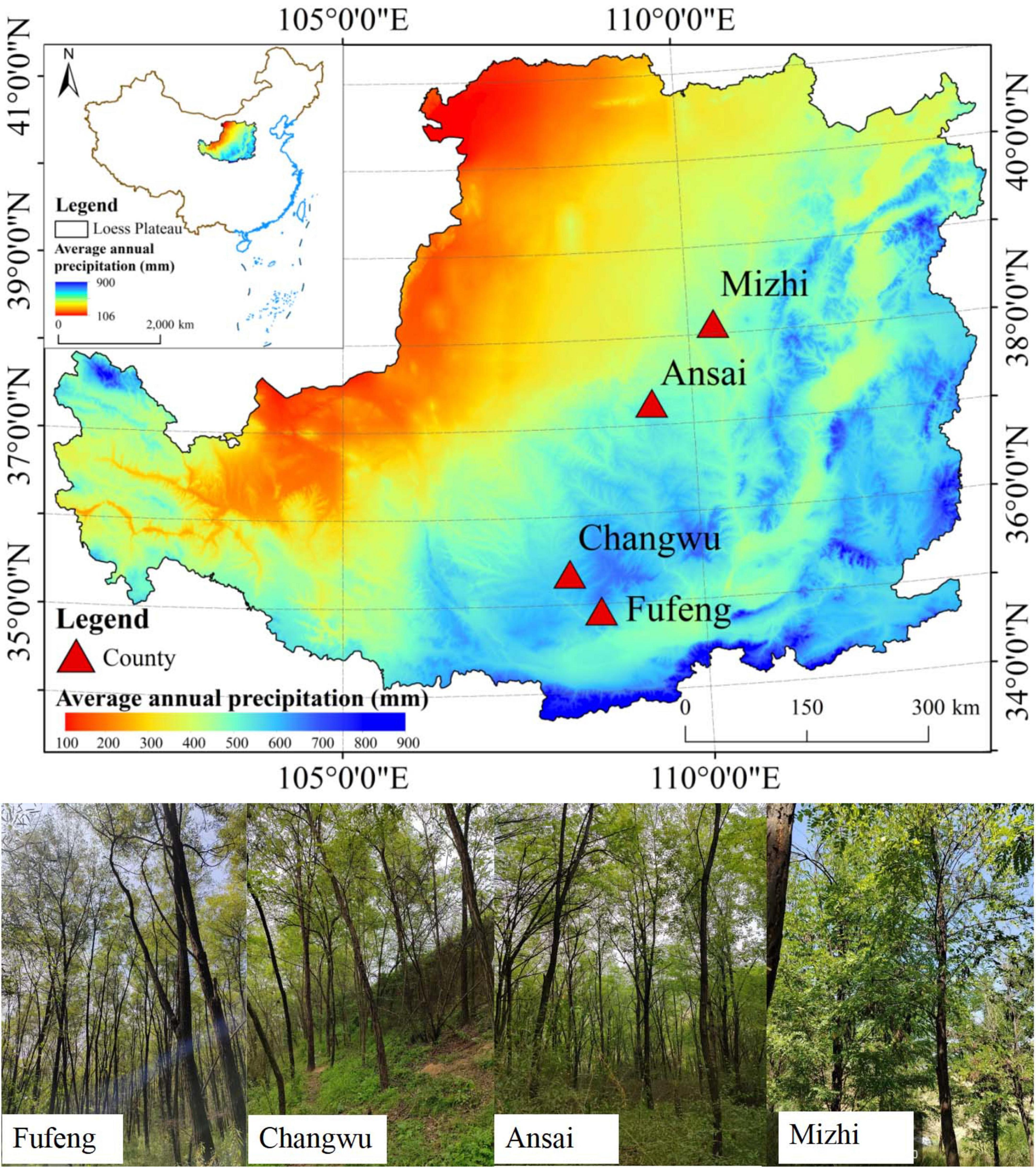 Top image: Map of China’s Loess Plateau shows average annual precipitation in millimeters, ranging from 100 to 900, marked by a color gradient from blue to red. Four counties—Fufeng, Changwu, Ansai, and Mizhi—are indicated by red triangles. Bottom images: Four photos of forested areas from Fufeng, Changwu, Ansai, and Mizhi, showing lush green trees and vegetation in each location.